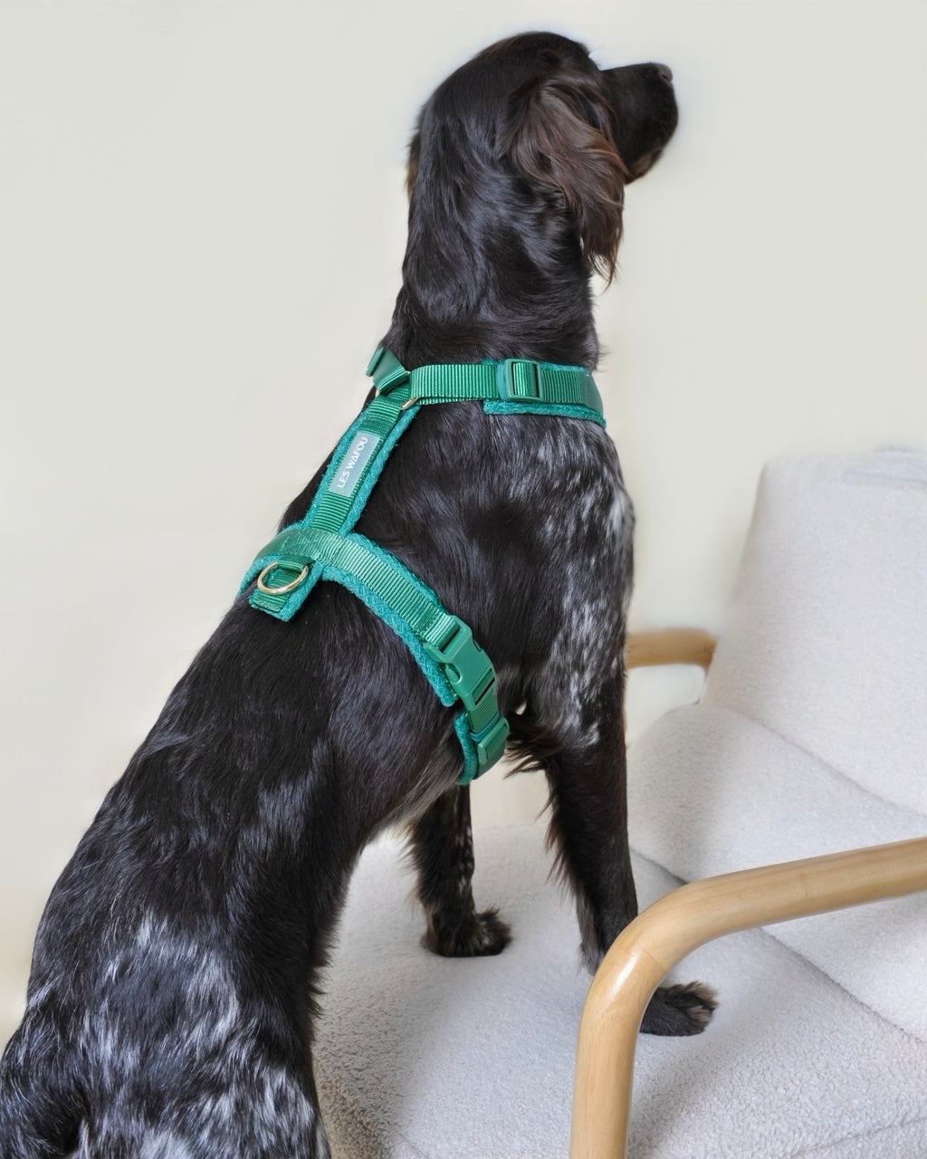 Harnais tweed chien - Vert