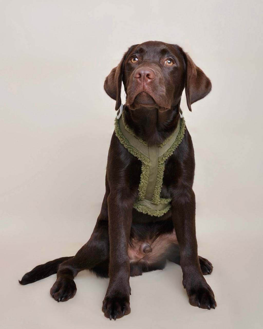 PRÉCOMMANDE - Harnais moumoute chien - Vert