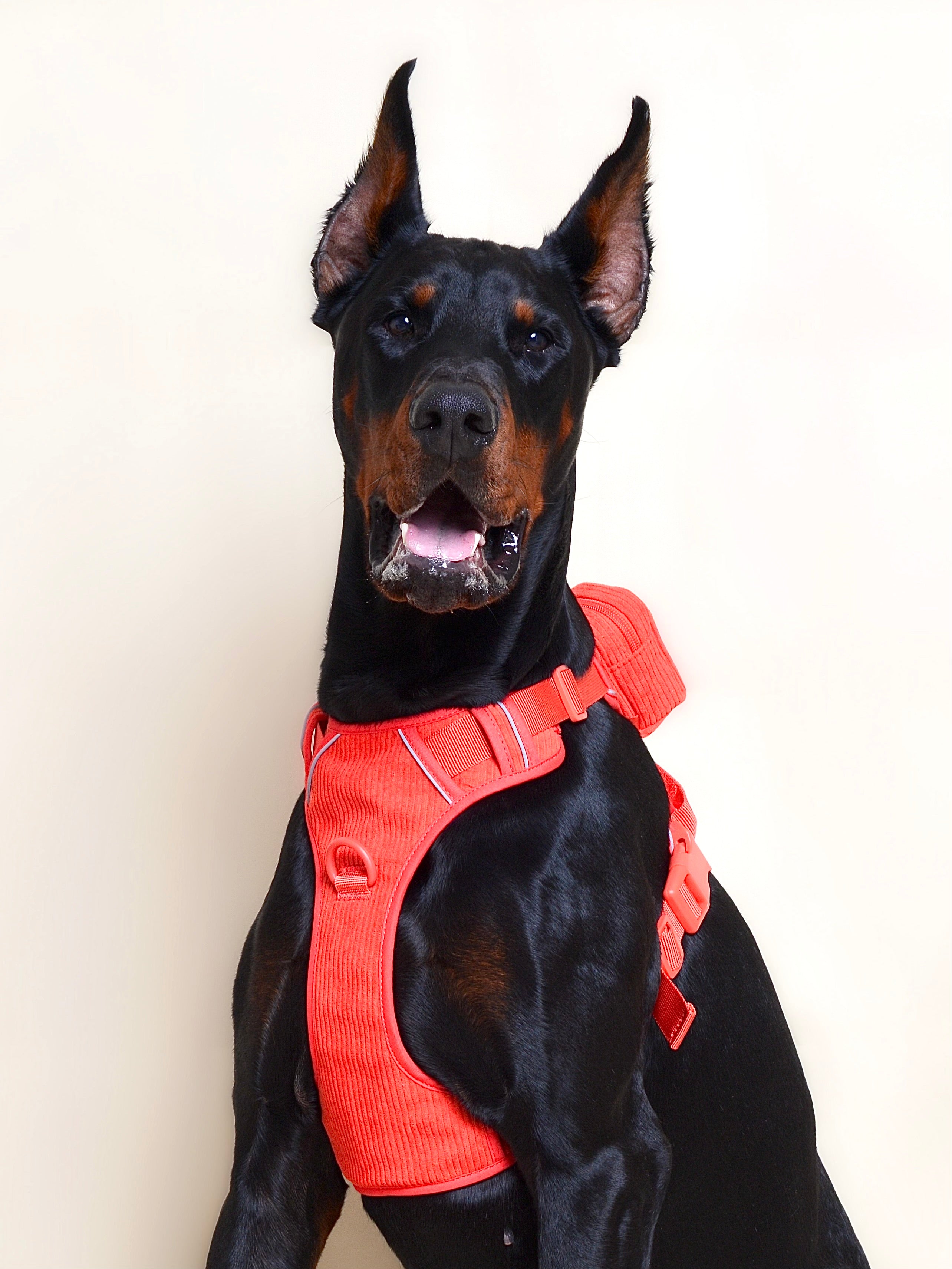 Harnais pour chien + sac à dos - Rouge