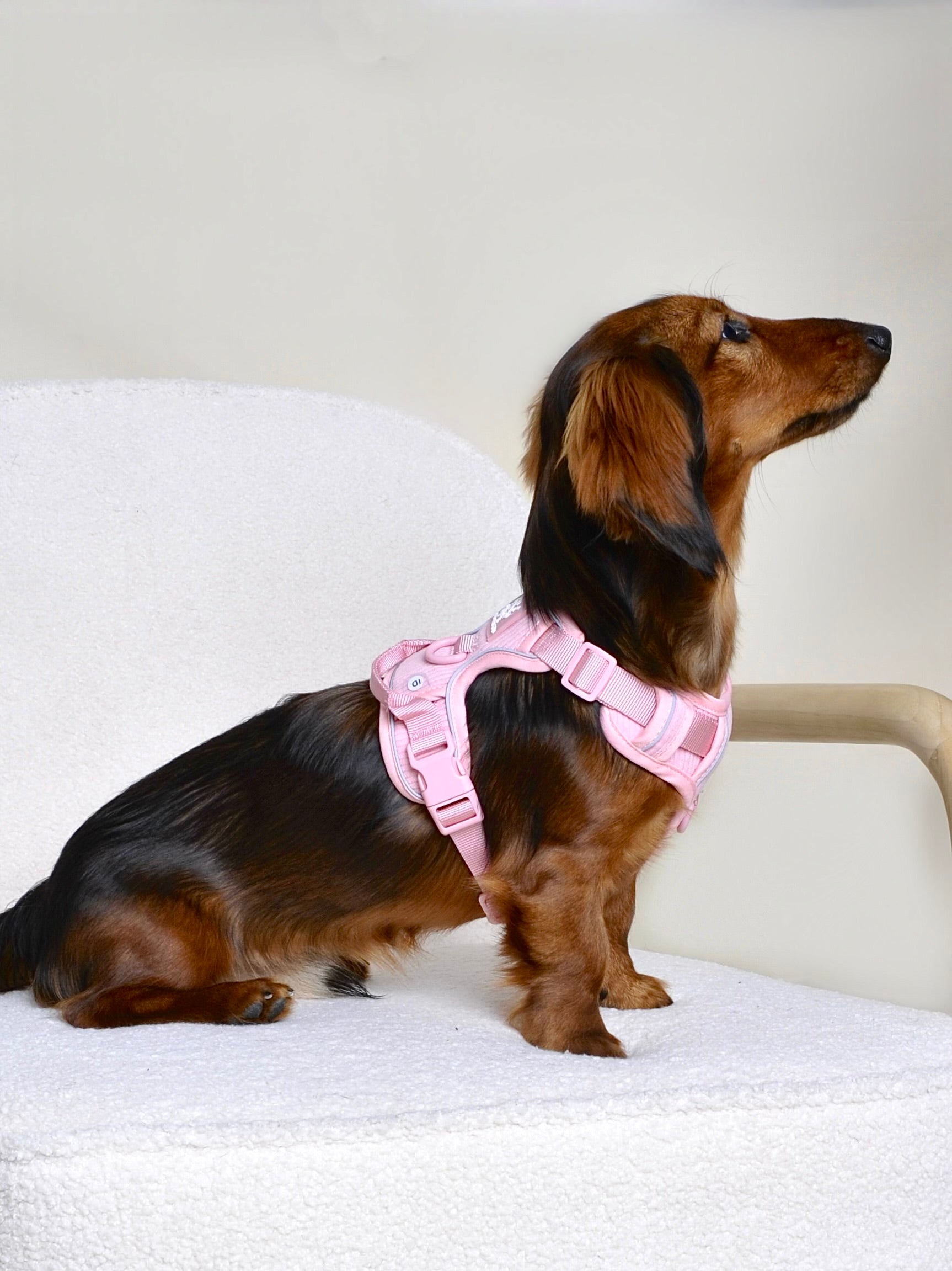 Harnais pour chien velours côtelé - Rose