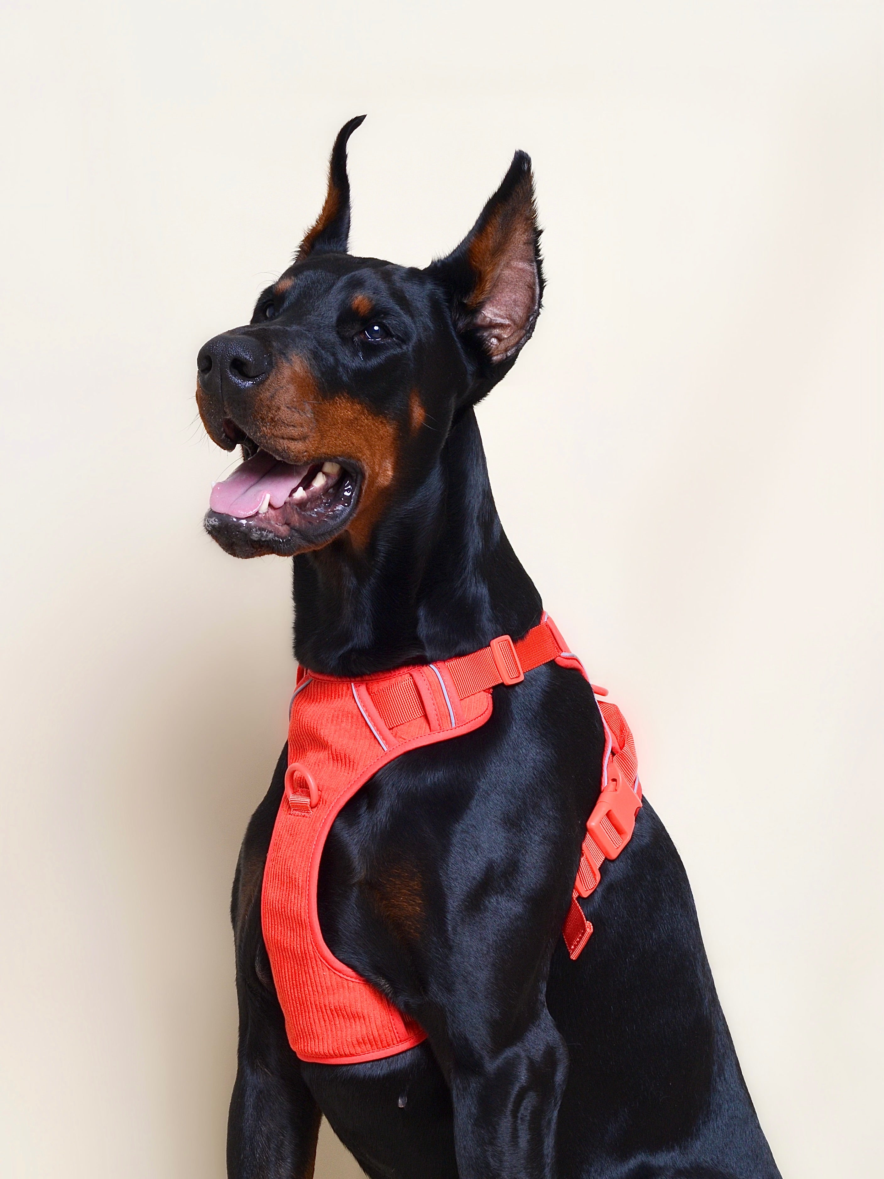 Harnais pour chien velours côtelé - Rouge