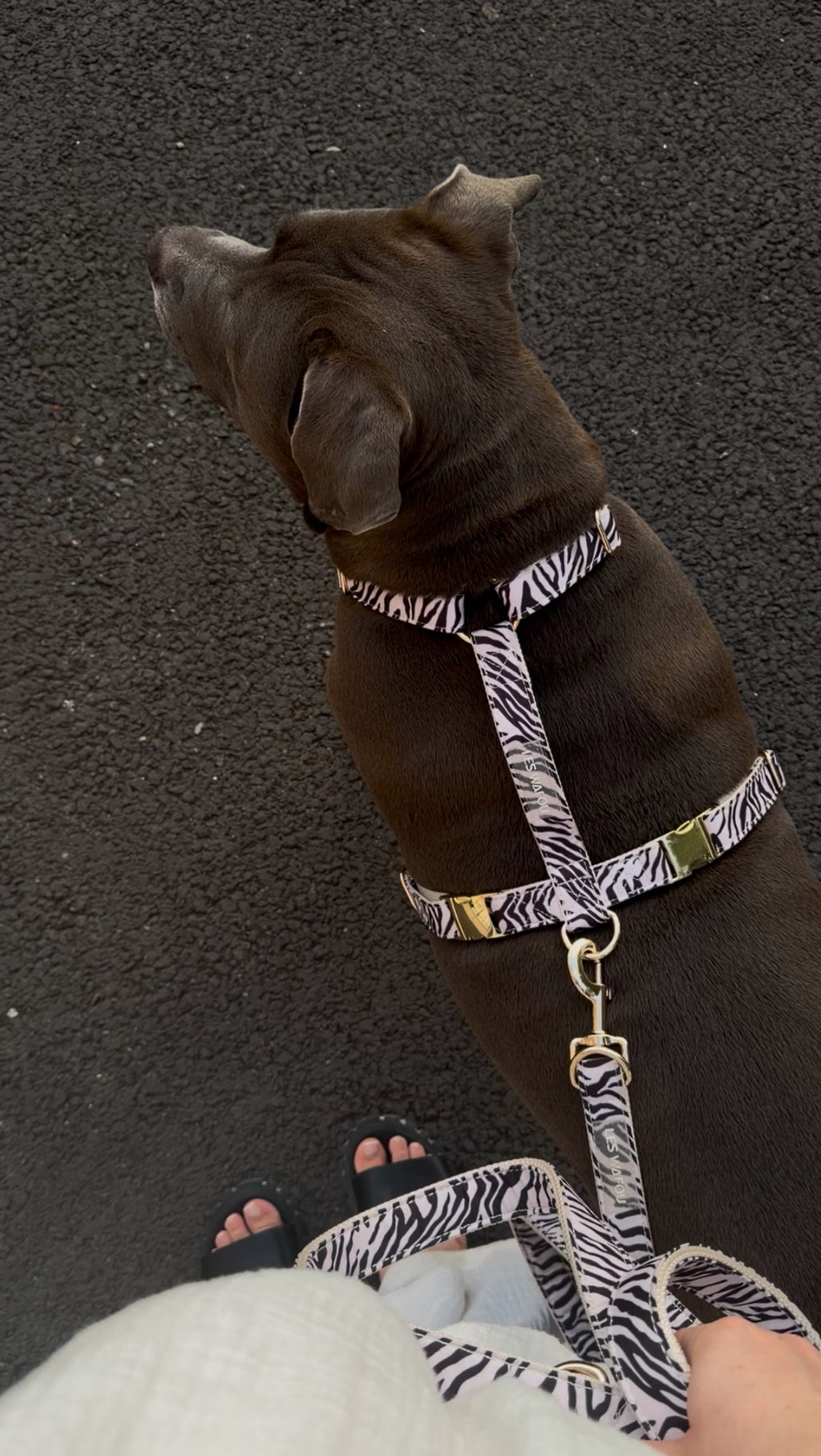 Harnais pour chien - Zébra