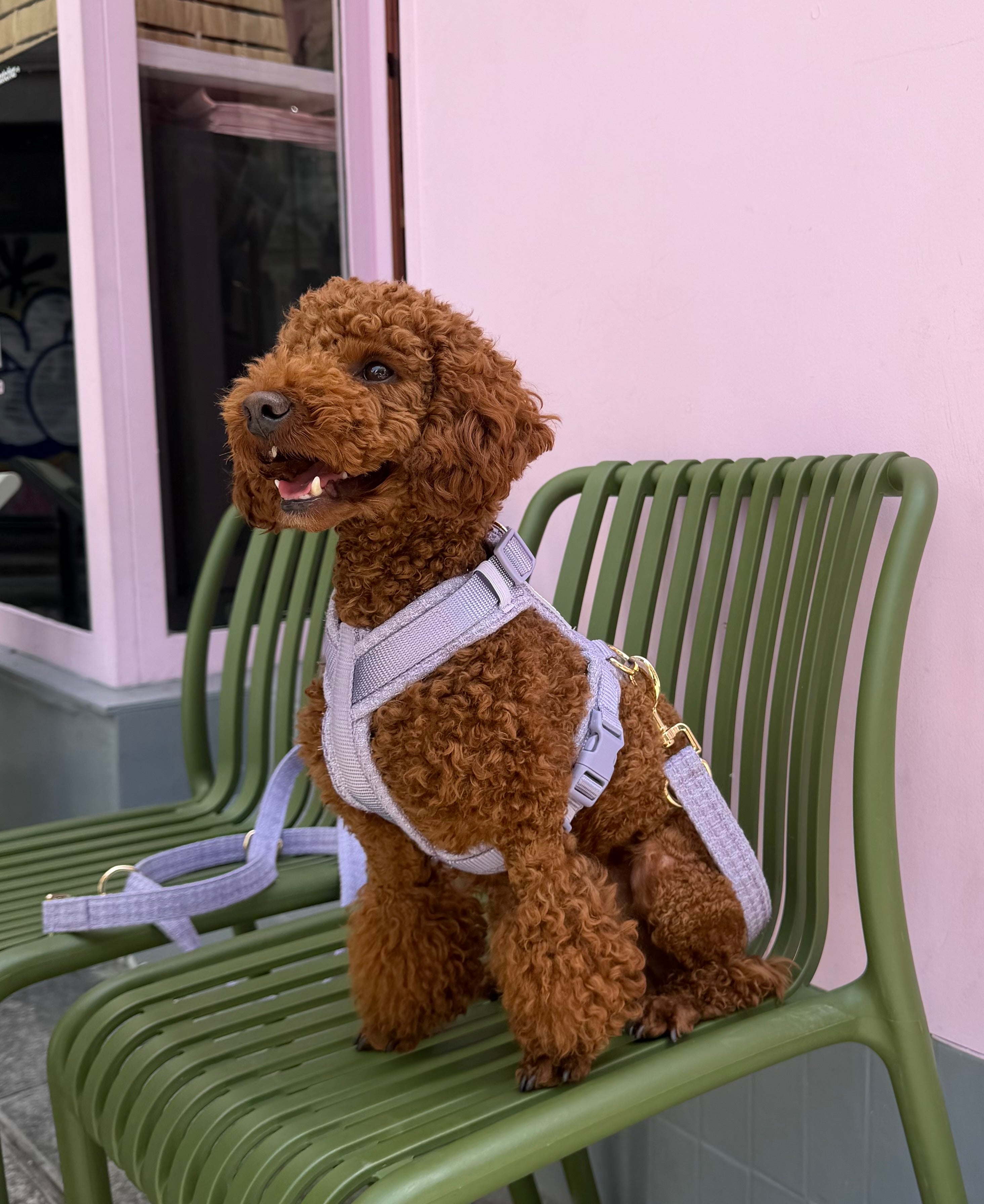 Harnais tweed chien - Lavande