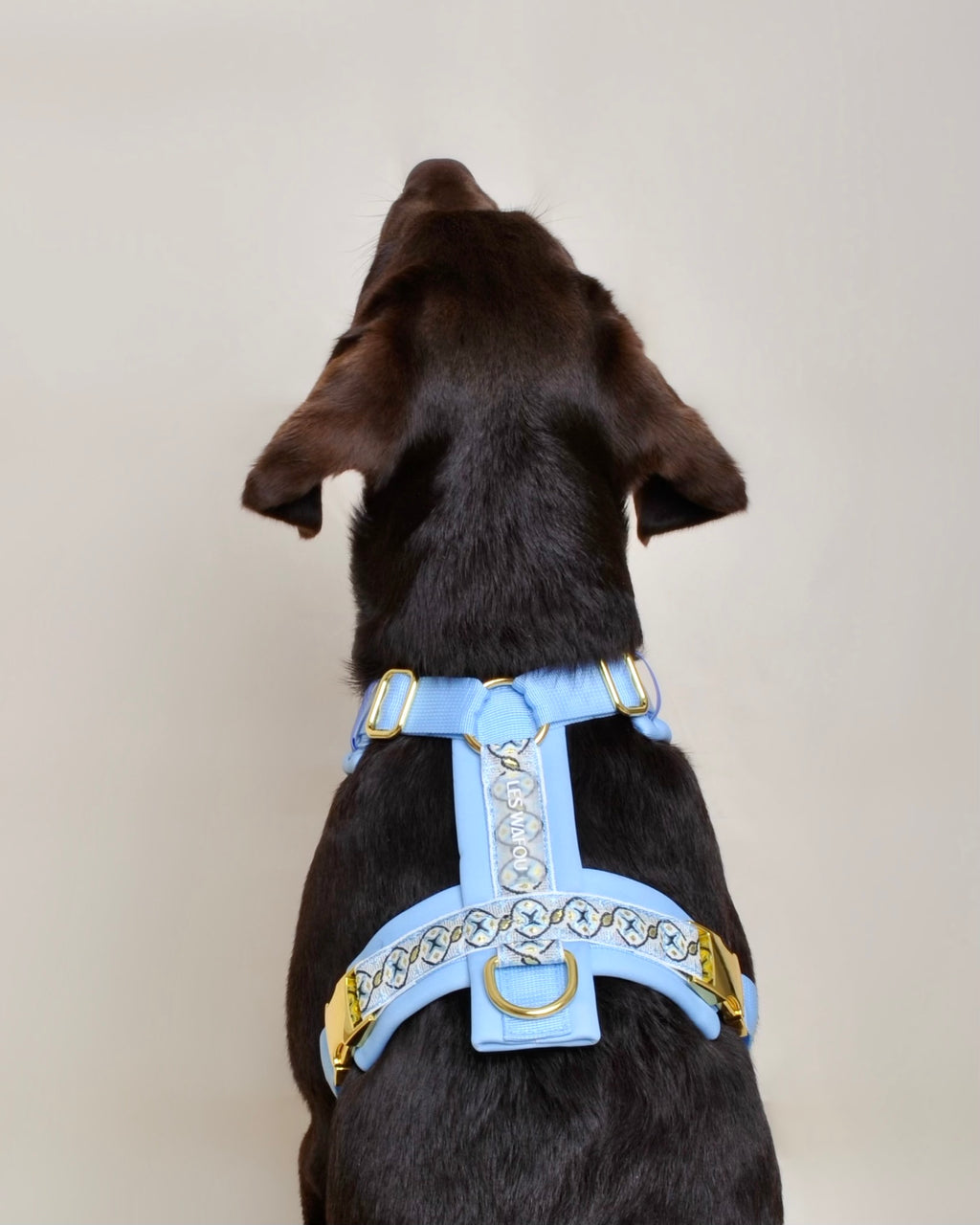 Harnais pour chien - Bleu