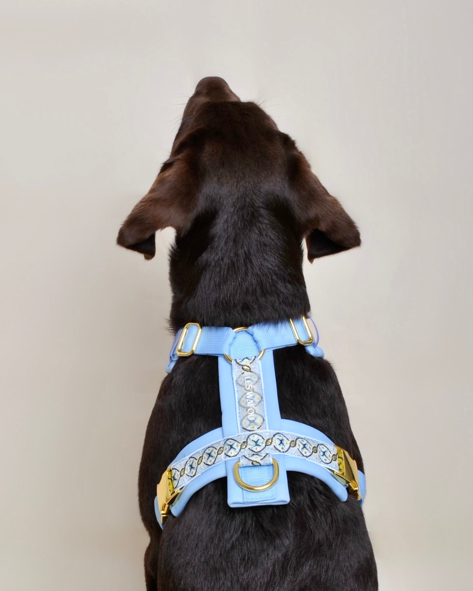 Harnais pour chien - Bleu