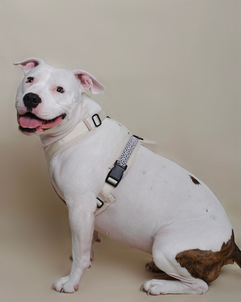 Harnais pour chien - Blanc en velours côtelé