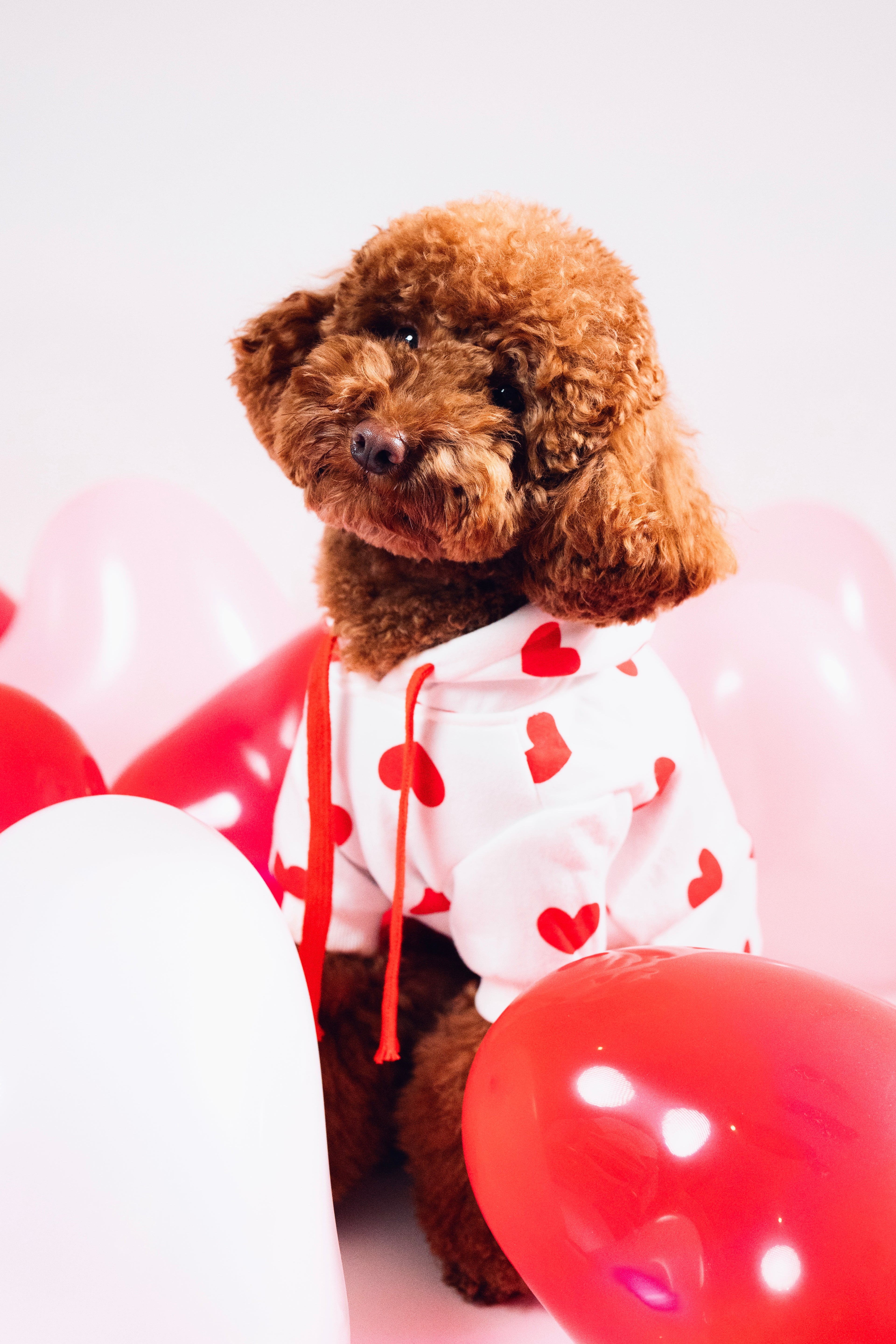 Pull à capuche pour chien - Chippie 💞