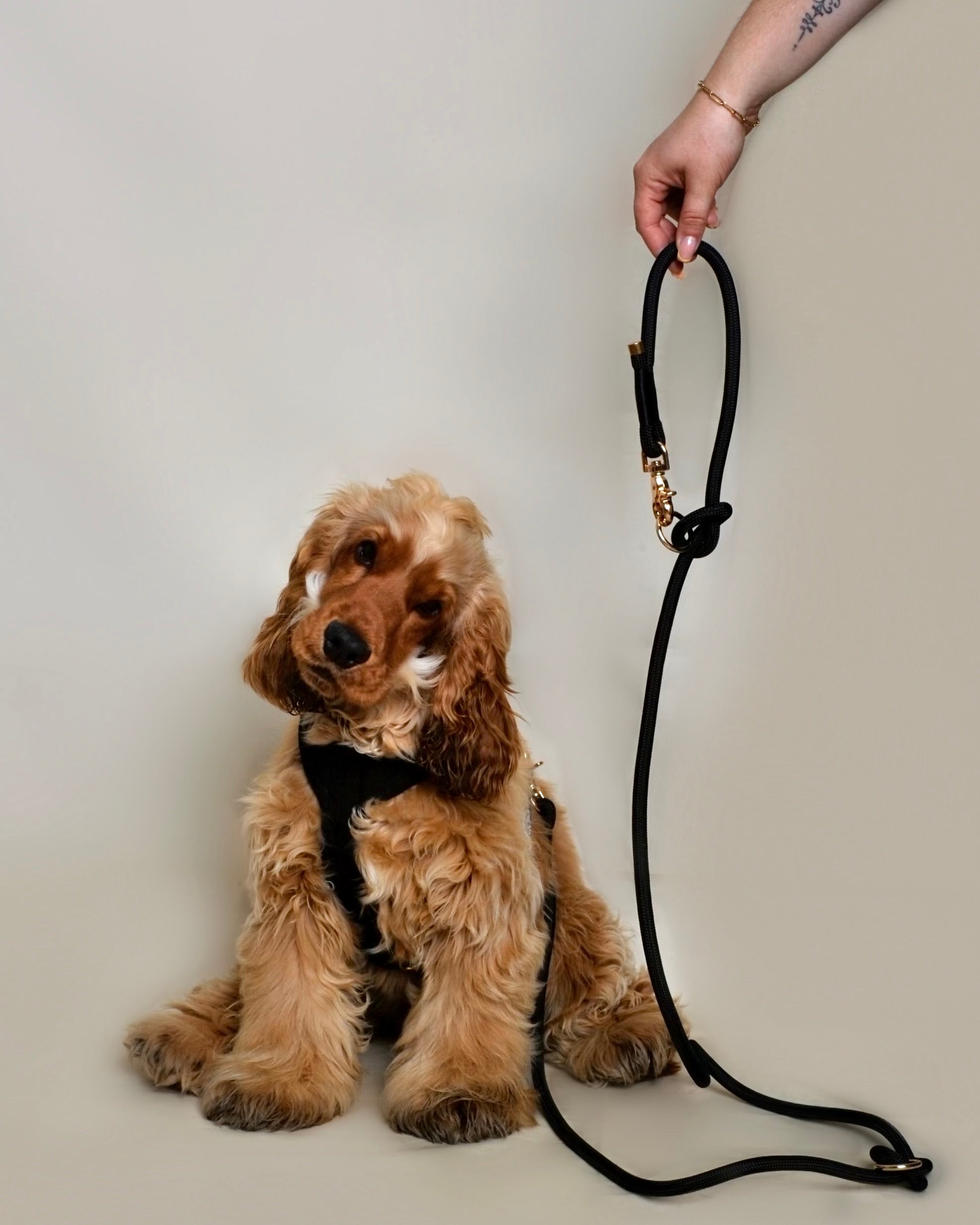 Laisse multi-positions pour chien - Noir