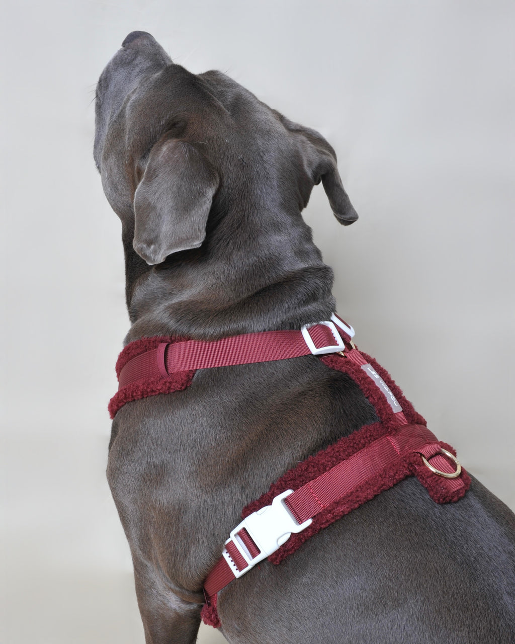 Harnais moumoute chien - Rouge bordeaux