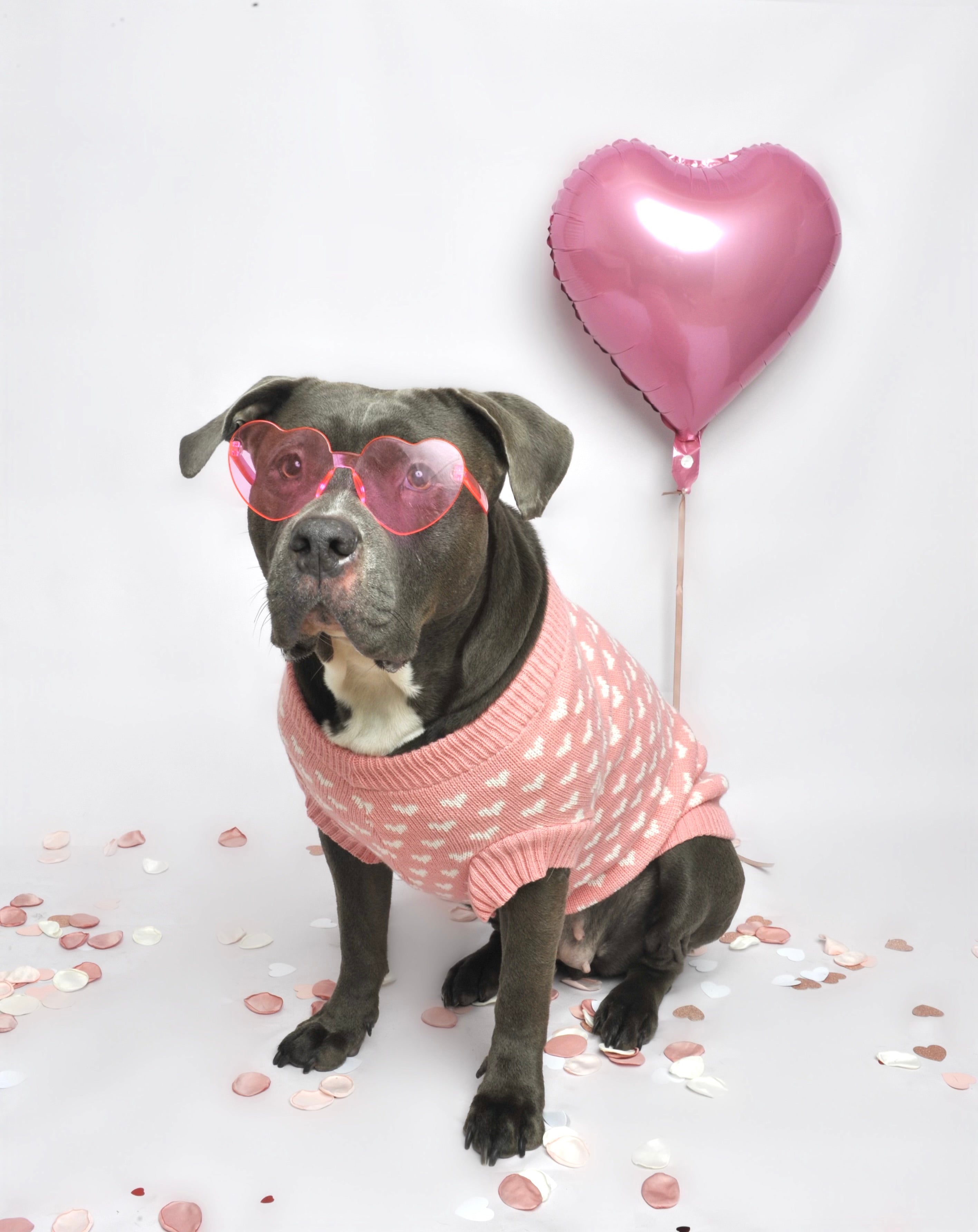 Pull pour chien en tricot - Mimi 💗