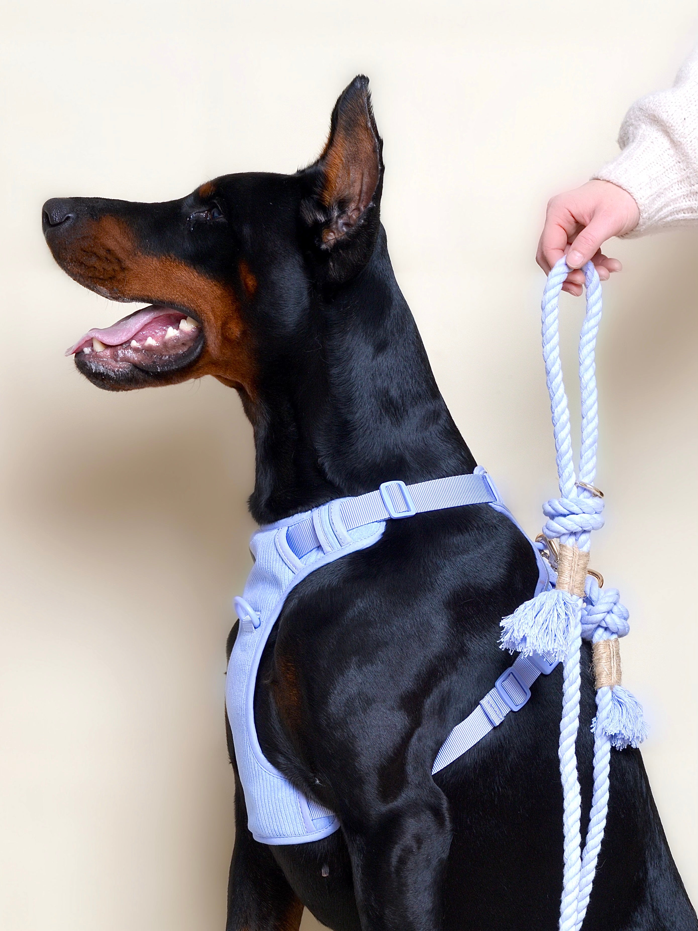 Laisse pour chien - Lavande