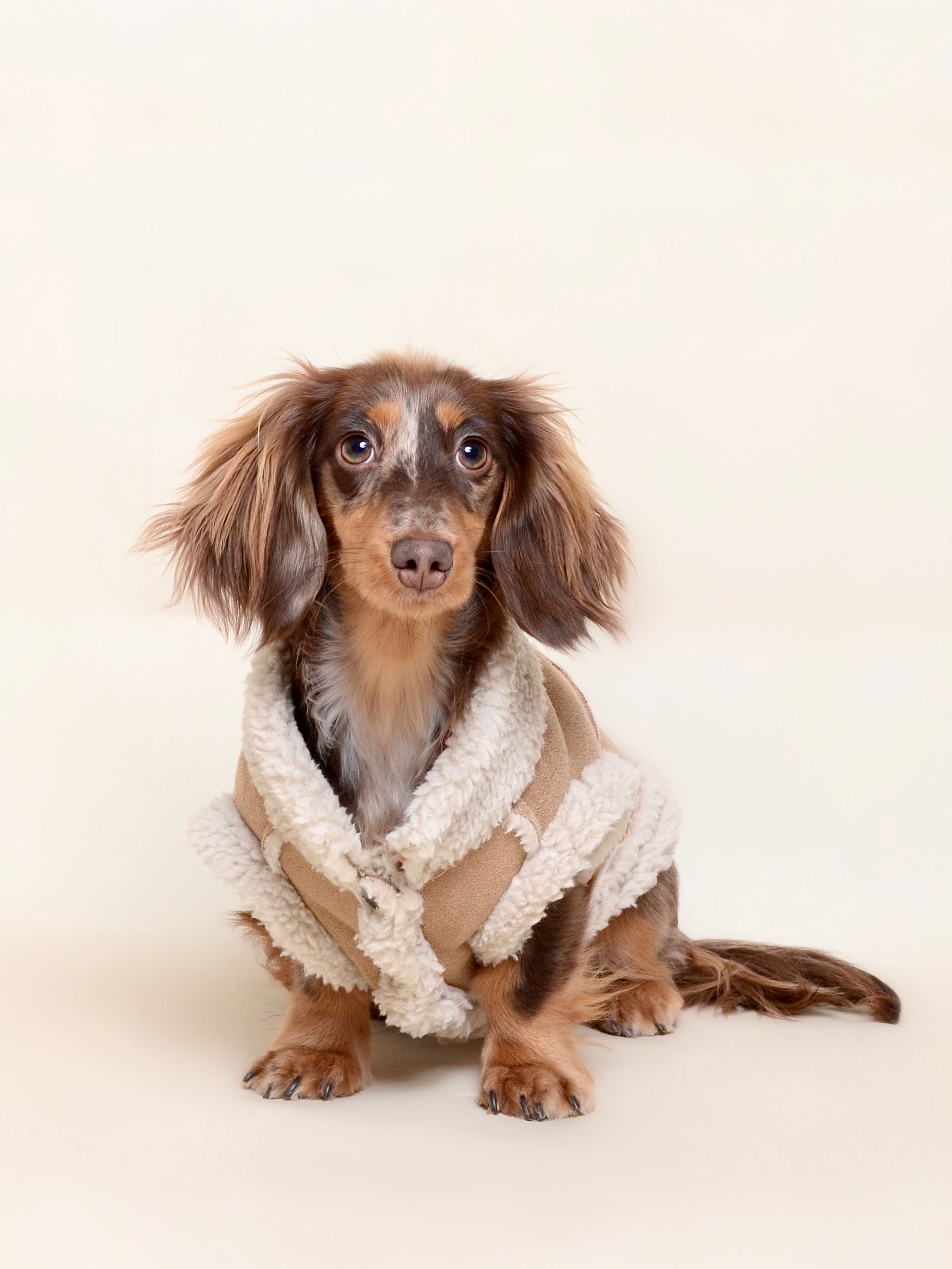Manteau pour chien - Camel (spécial petit chien)