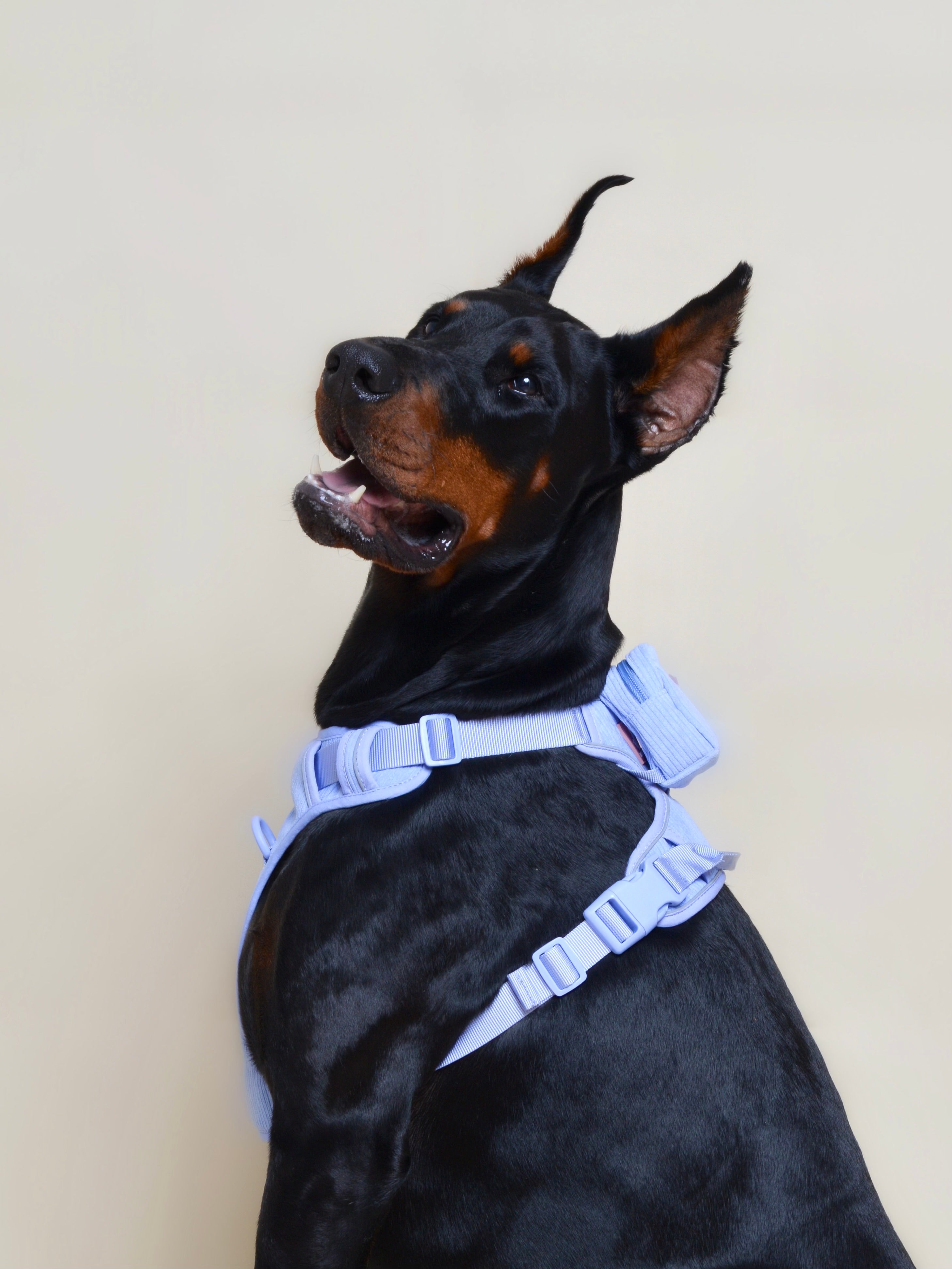 Harnais pour chien + sac à dos - Lavande