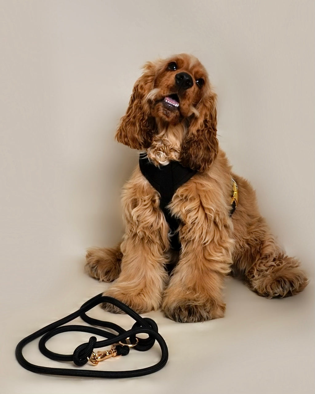 Laisse multi-positions pour chien - Noir