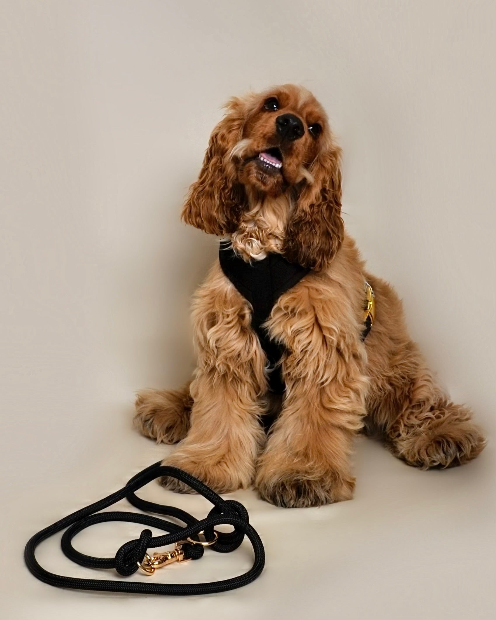 Laisse multi-positions pour chien - Noir