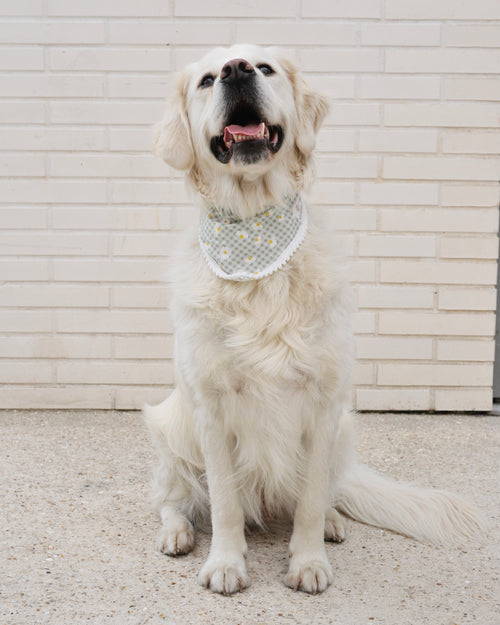 Bandana pour chien - Motif marguerites