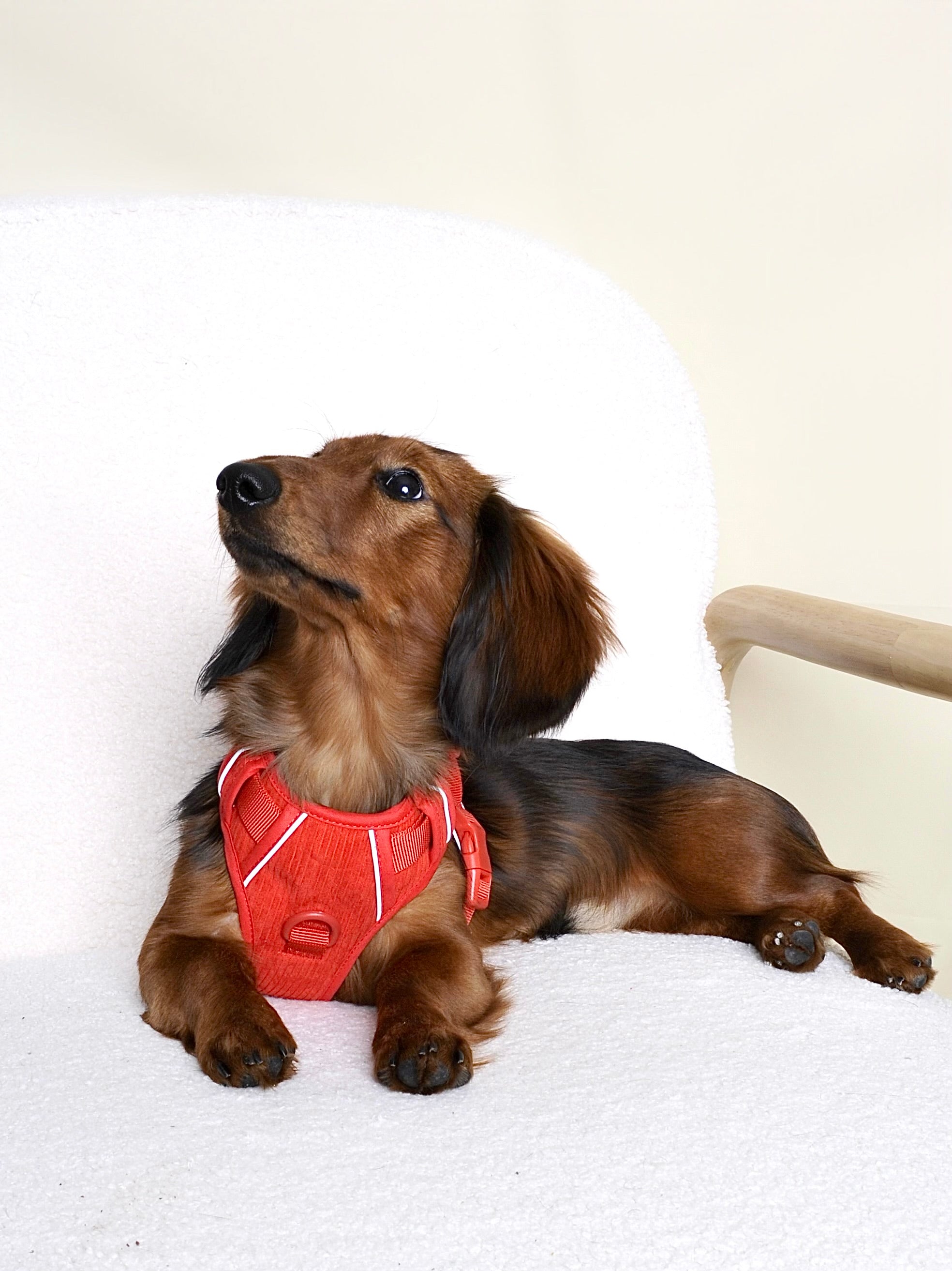 Harnais pour chien velours côtelé - Rouge