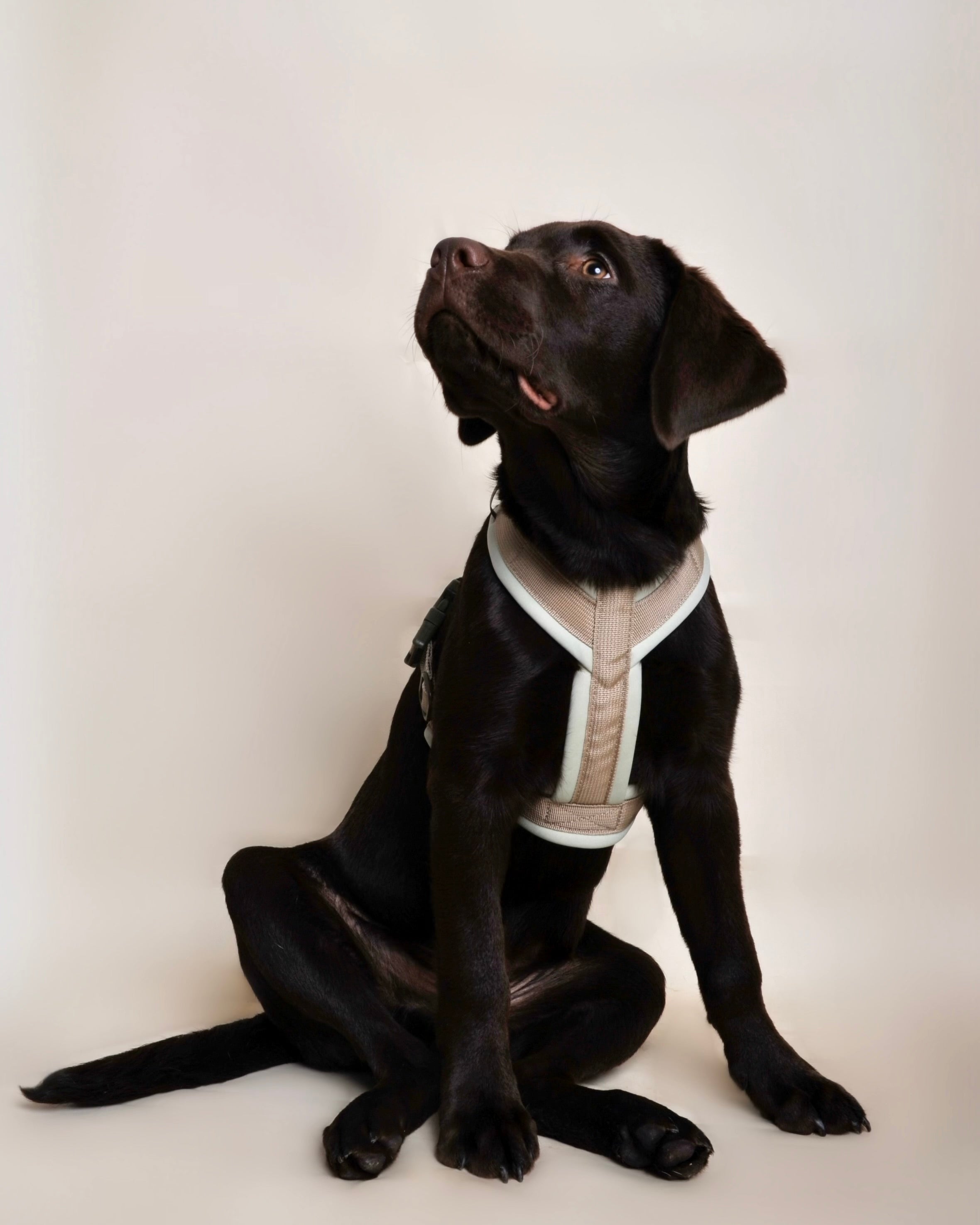 Harnais pour chien - Vert taupe