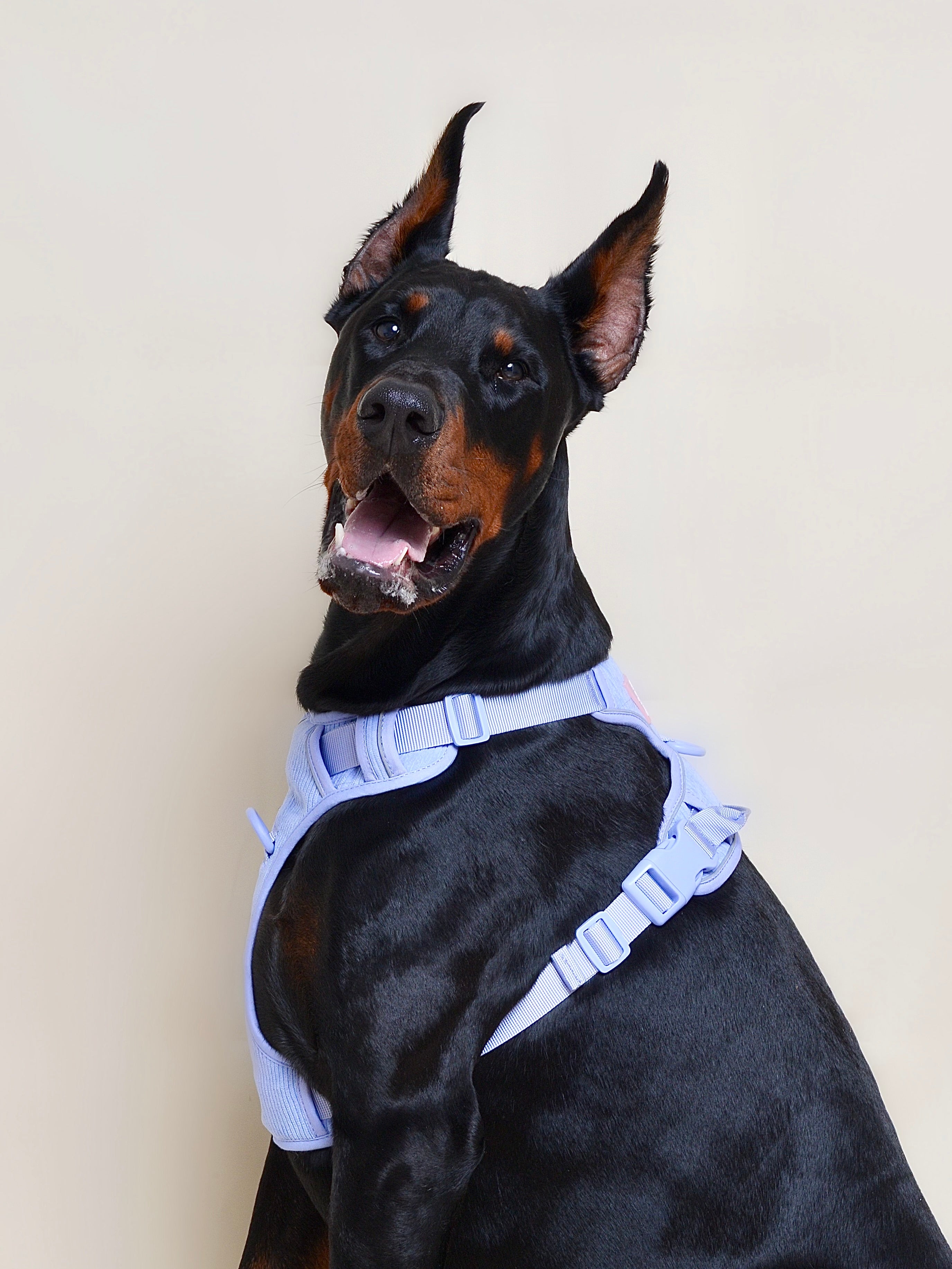 Harnais pour chien velours côtelé - Lavande