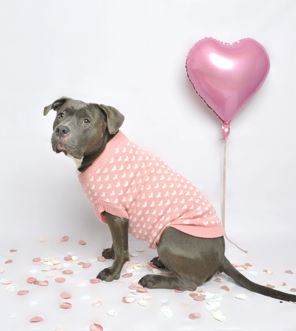 Pull pour chien en tricot - Mimi 💗