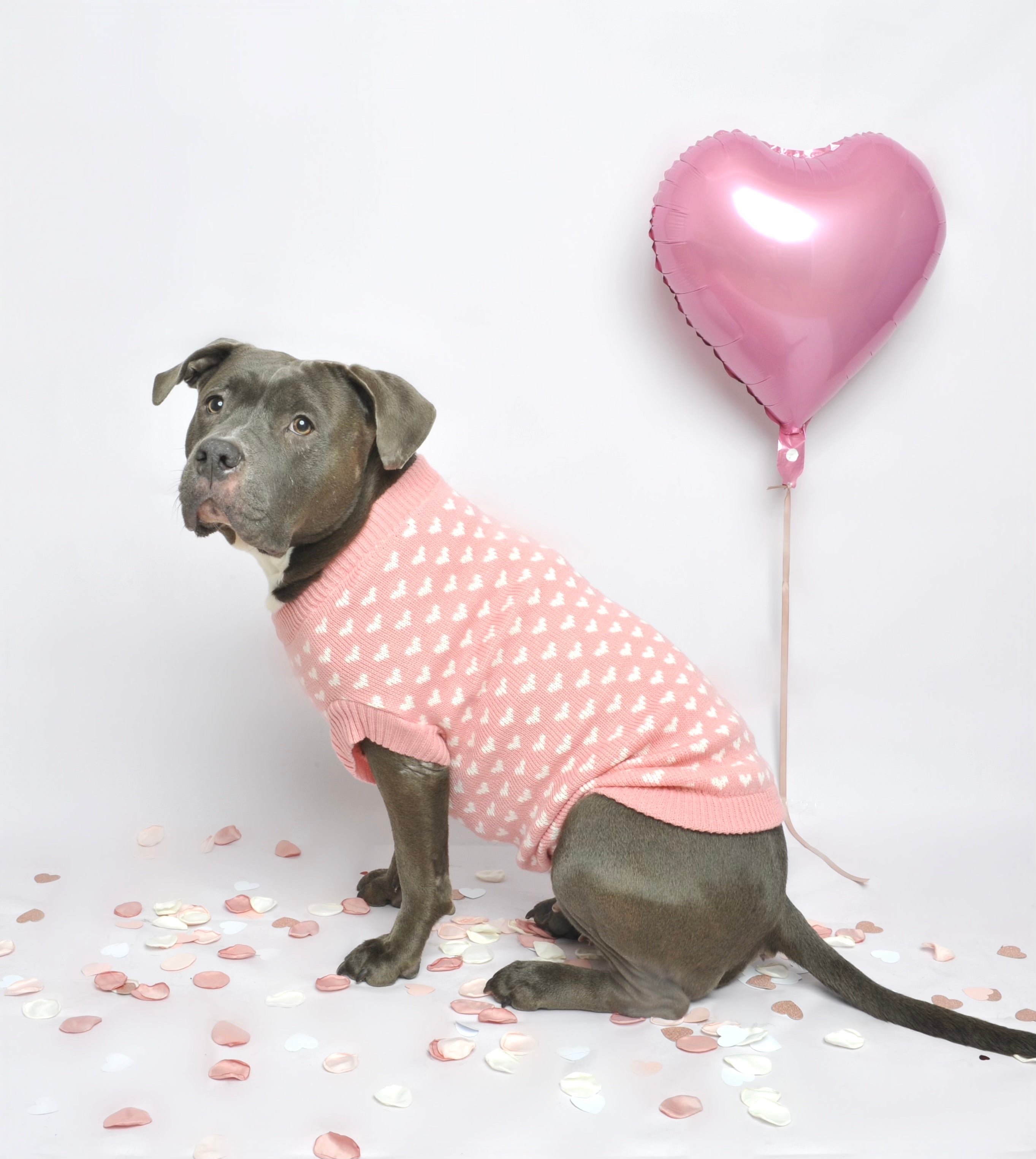 Pull pour chien en tricot - Mimi 💗