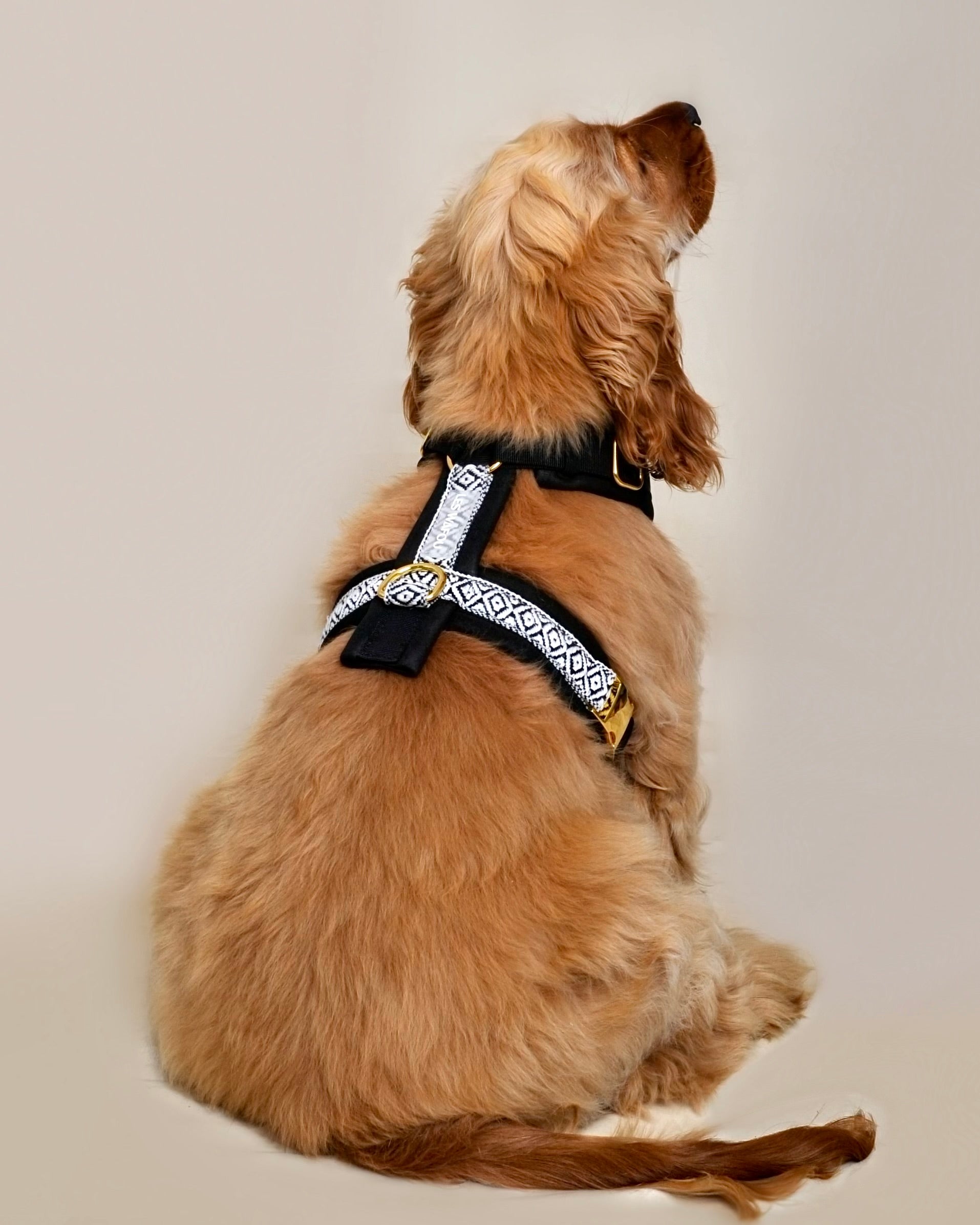 Harnais pour chien - Noir