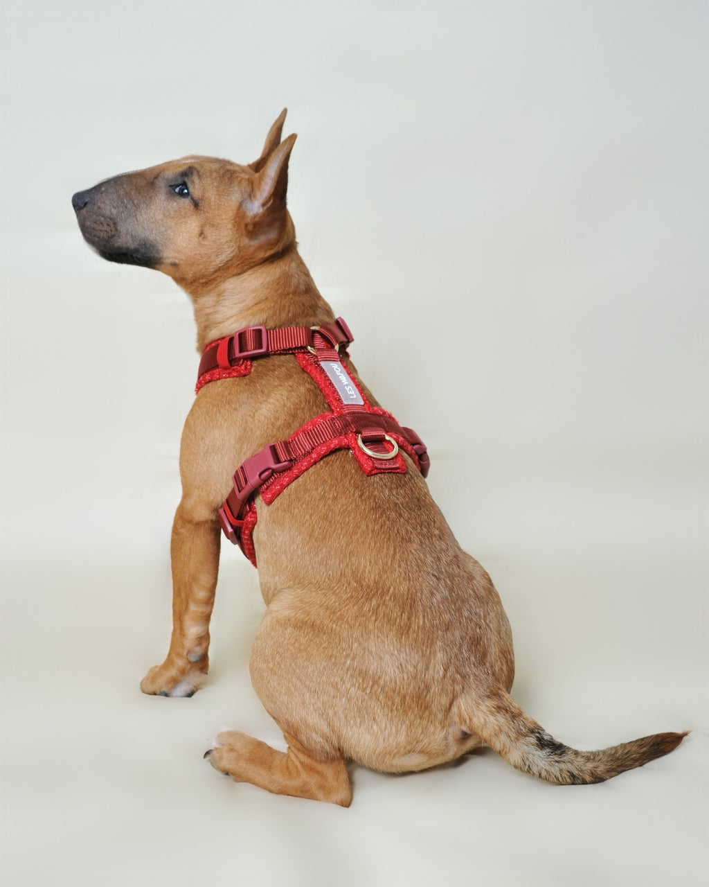 Harnais tweed chien - Rouge