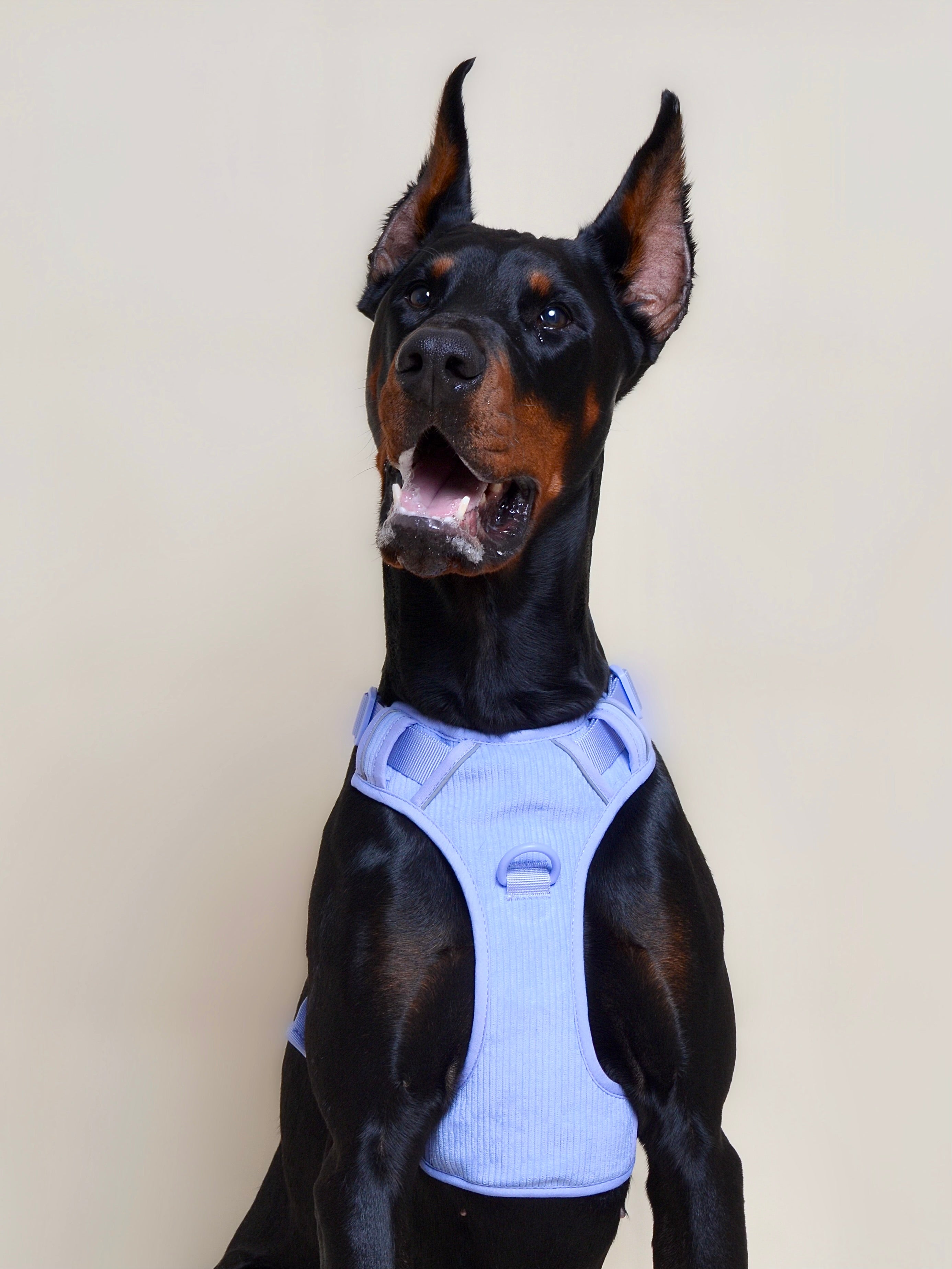 Harnais pour chien velours côtelé - Lavande