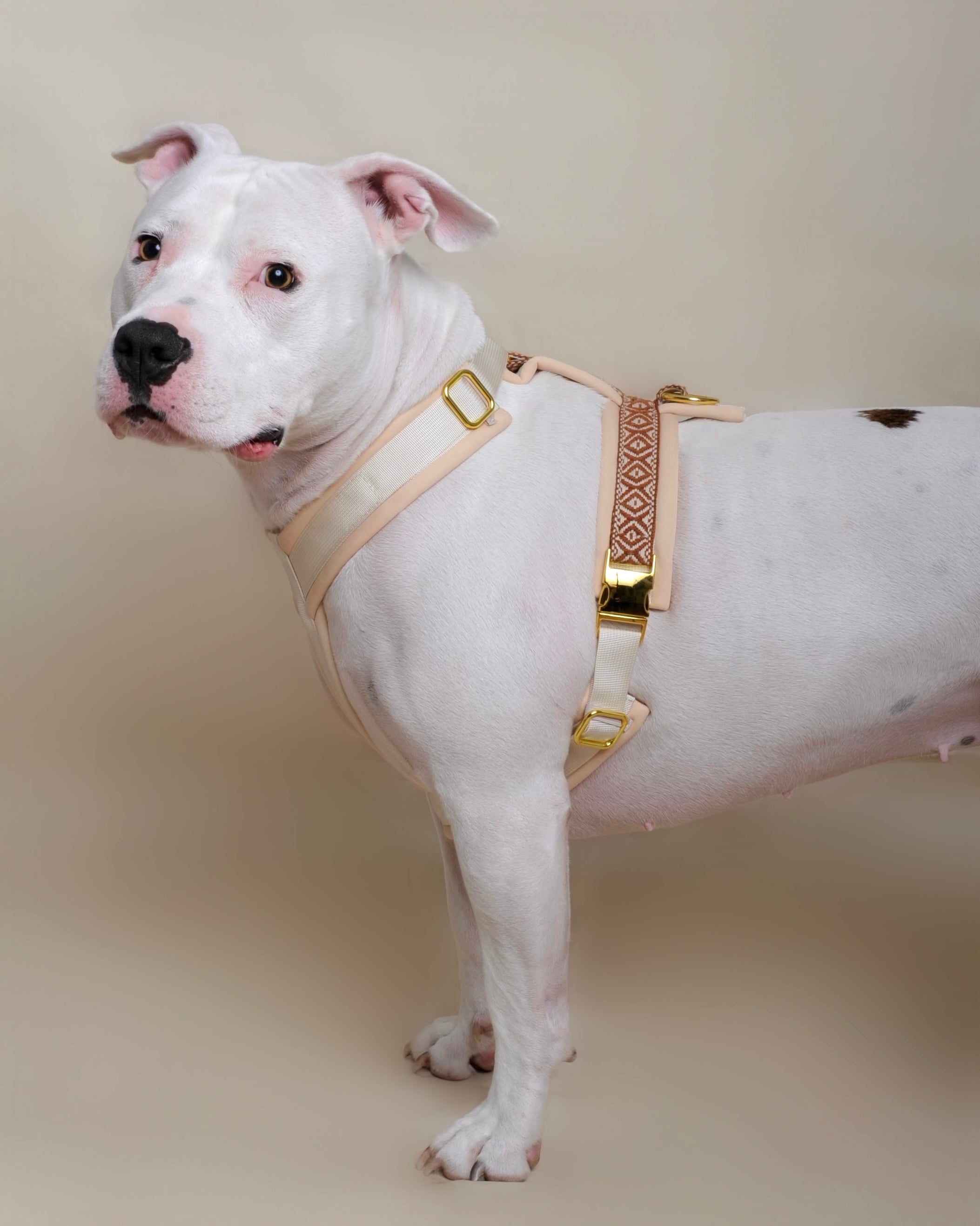 Harnais pour chien - Beige