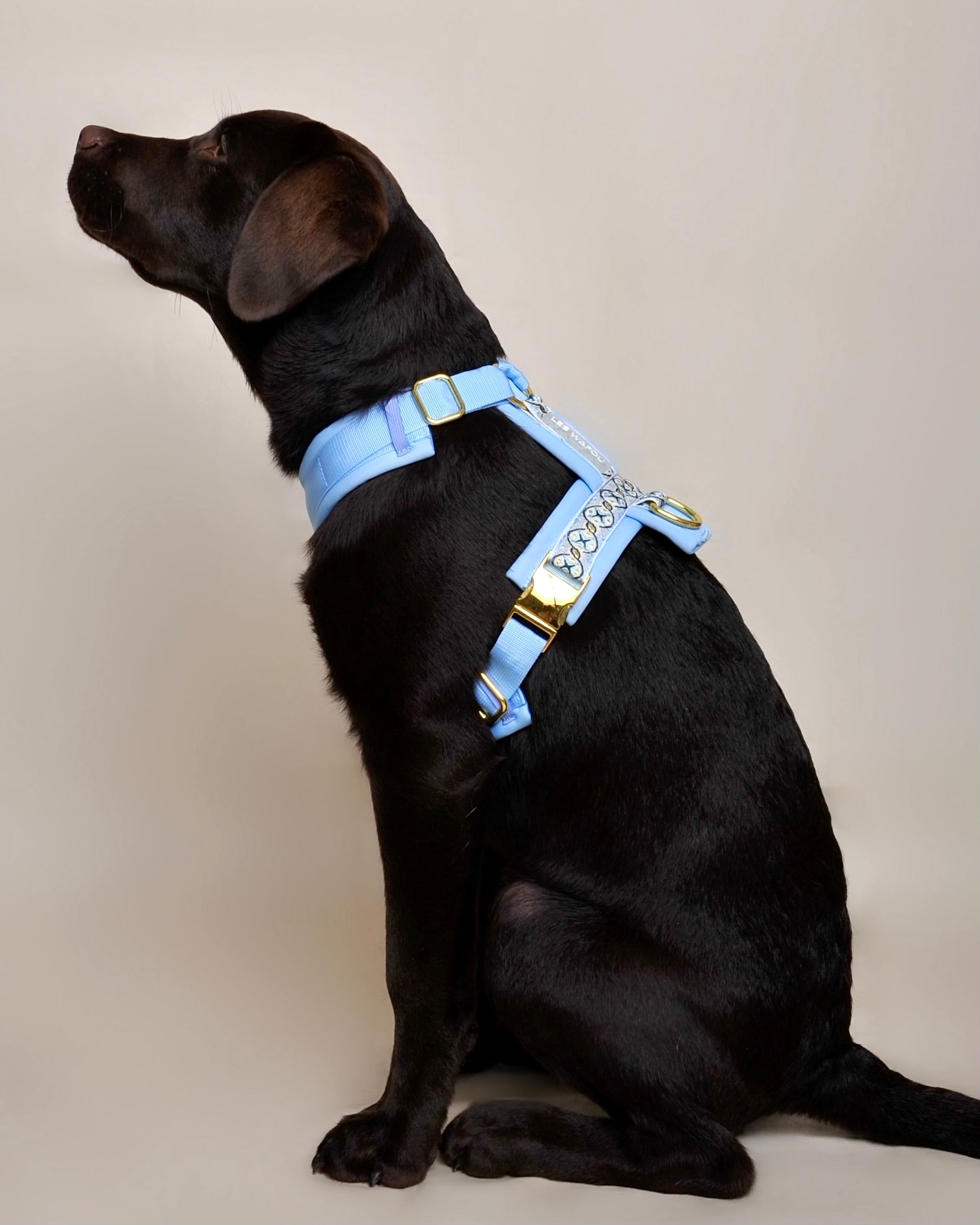 Harnais pour chien - Bleu