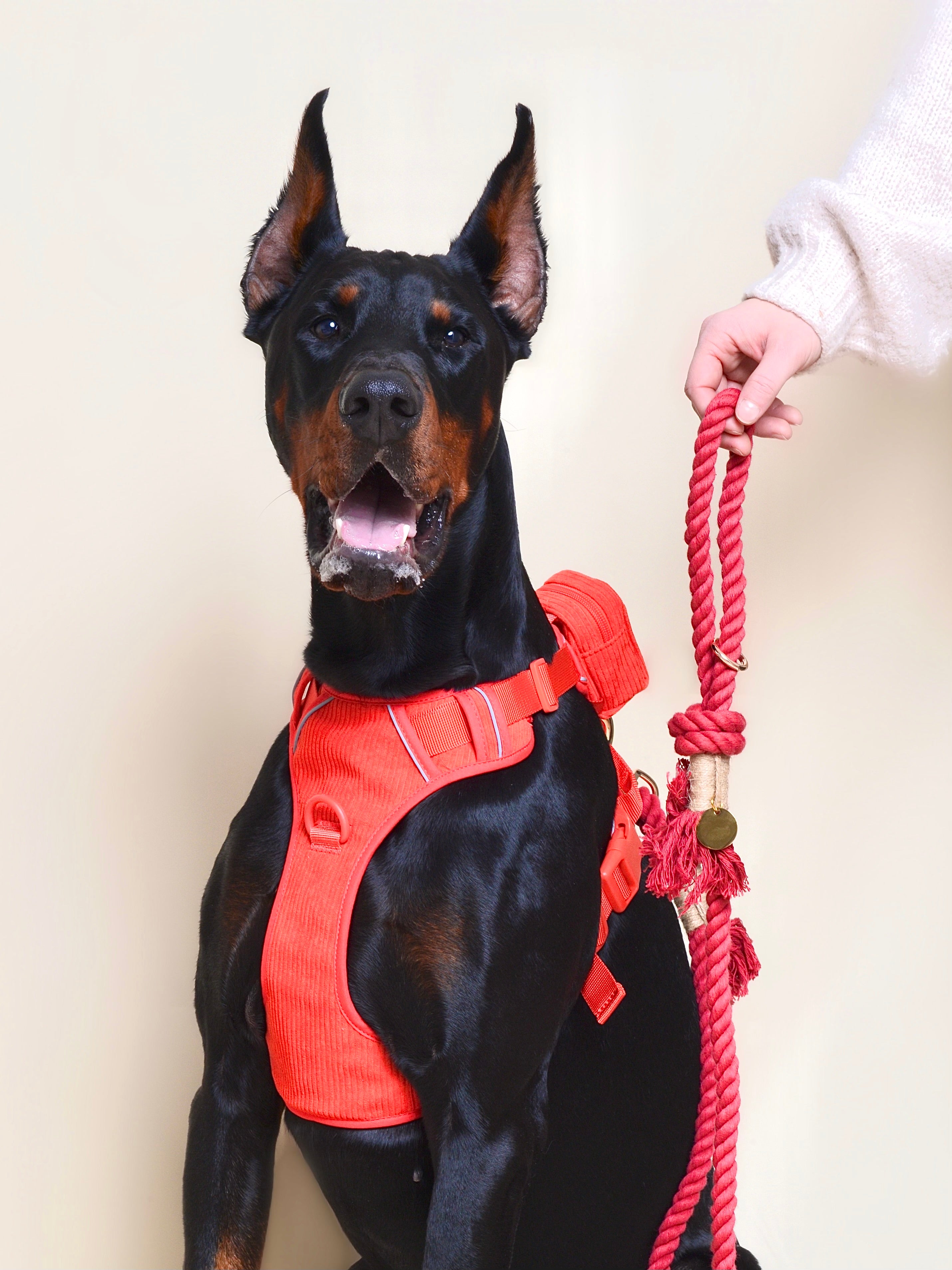Laisse pour chien - Rouge