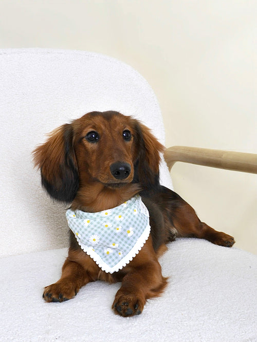 Bandana pour chien - Motif marguerites