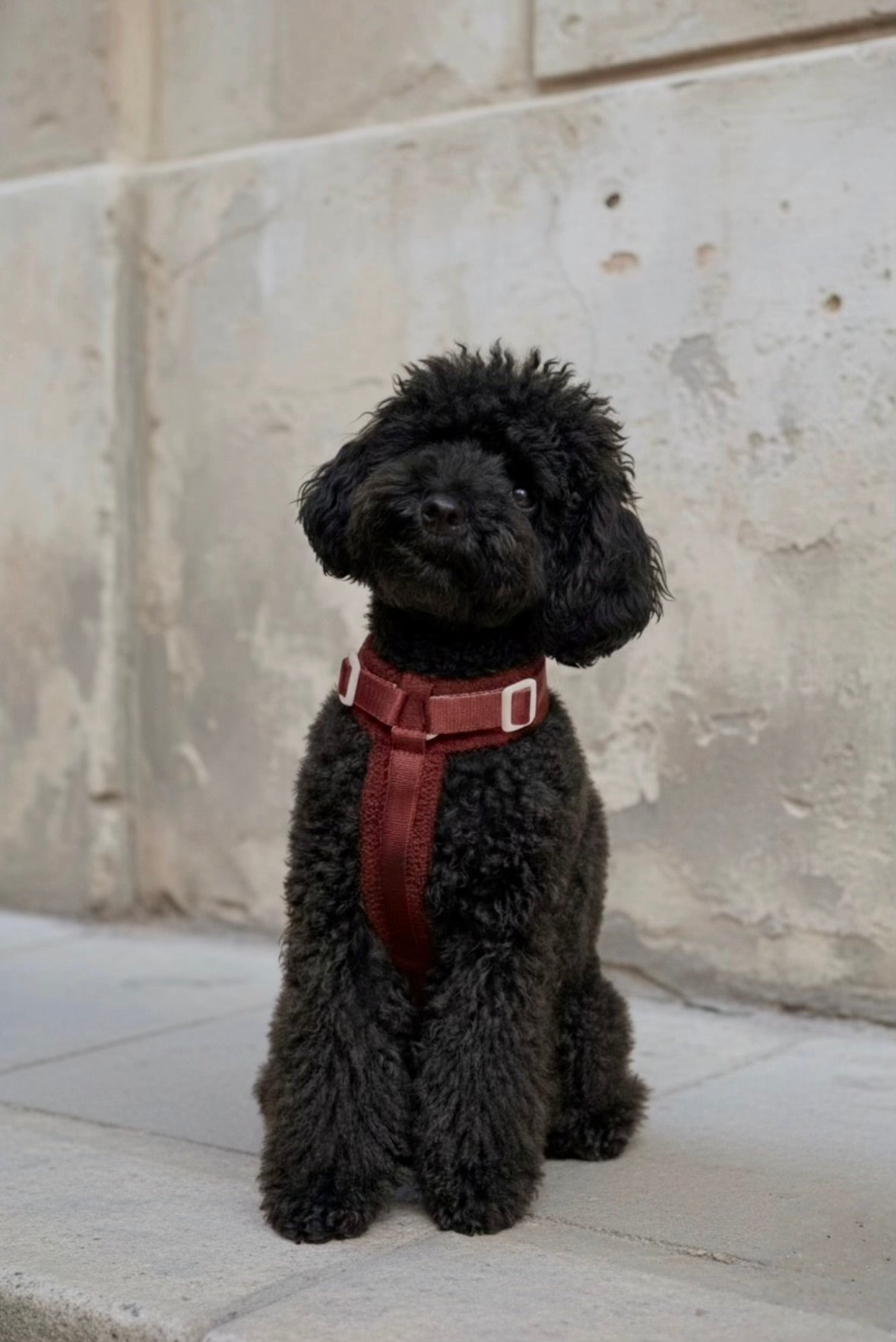 PRÉCOMMANDE - Harnais moumoute chien - Rouge bordeaux