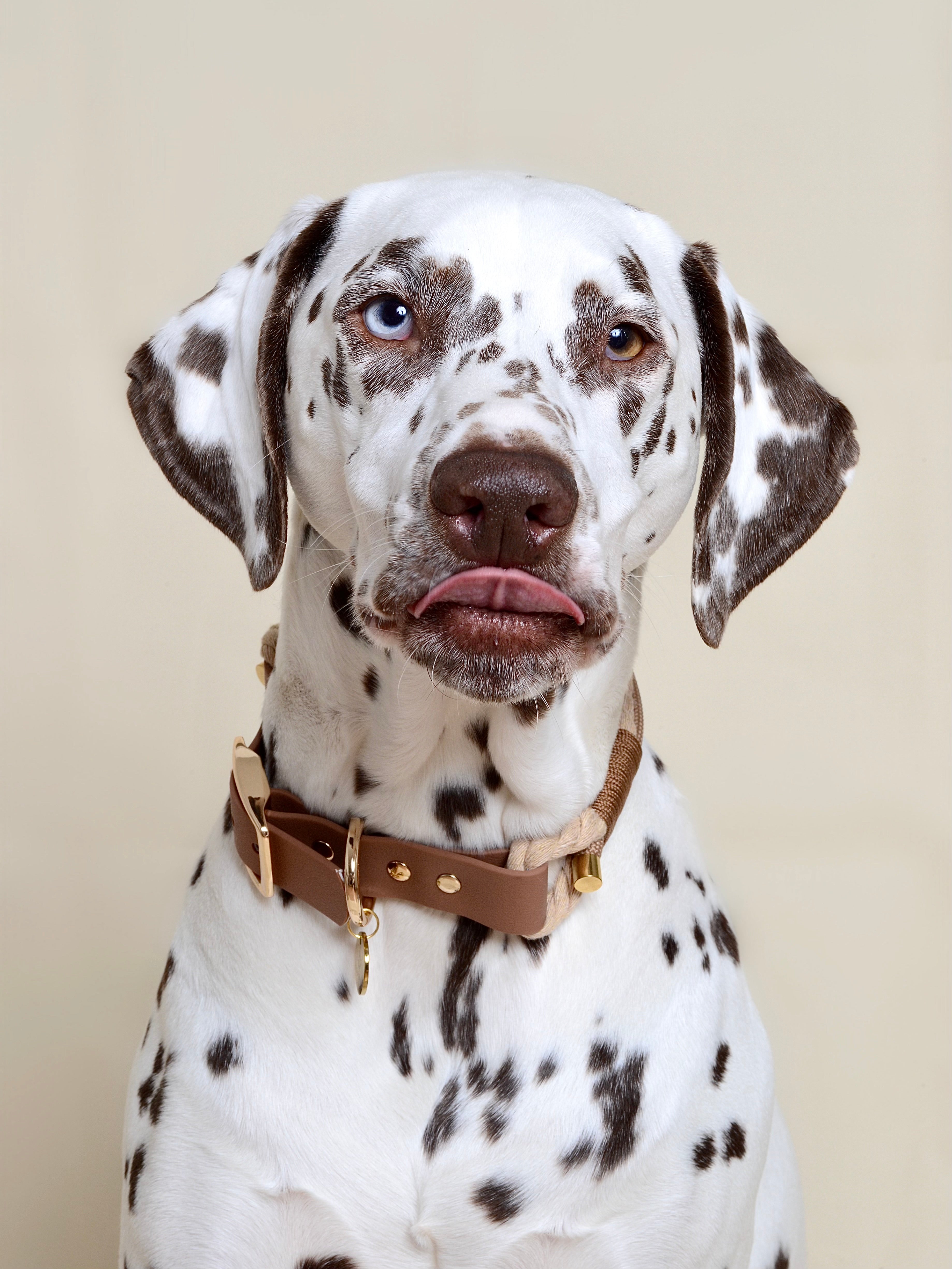 Collier tressé pour chien - Beige