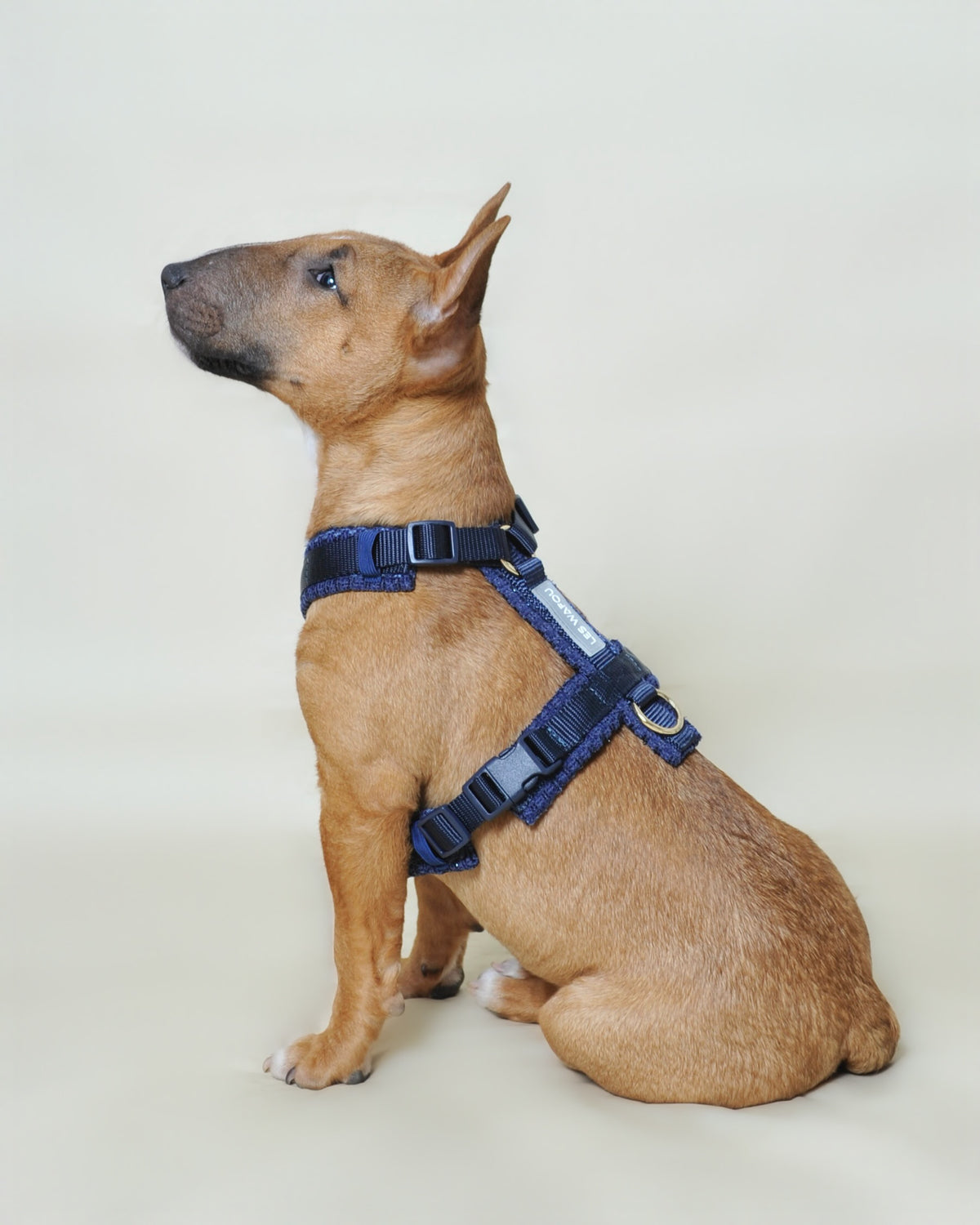 Harnais tweed chien - Bleu