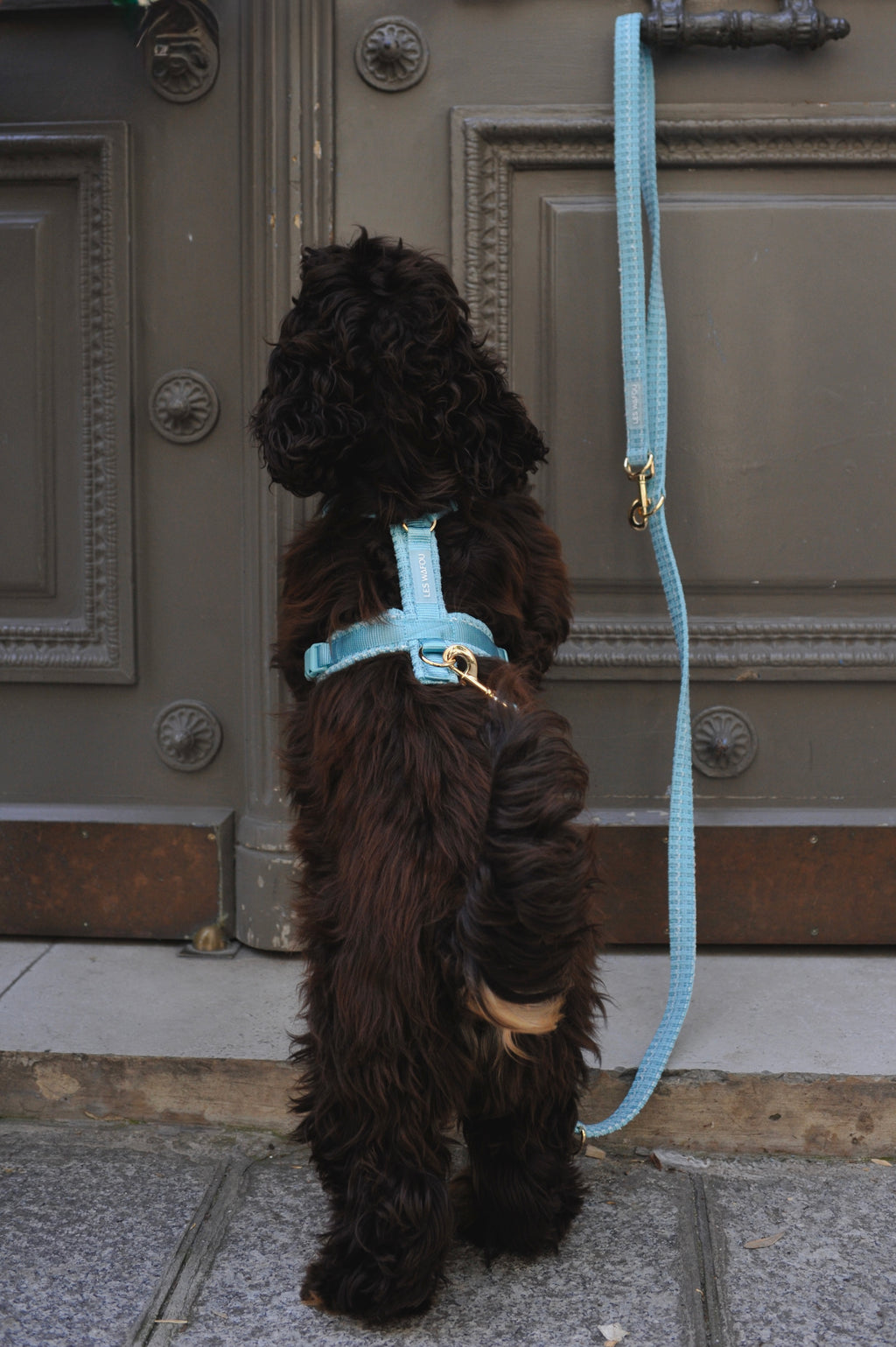 Laisse multi-positions pour chien - Bleu ciel