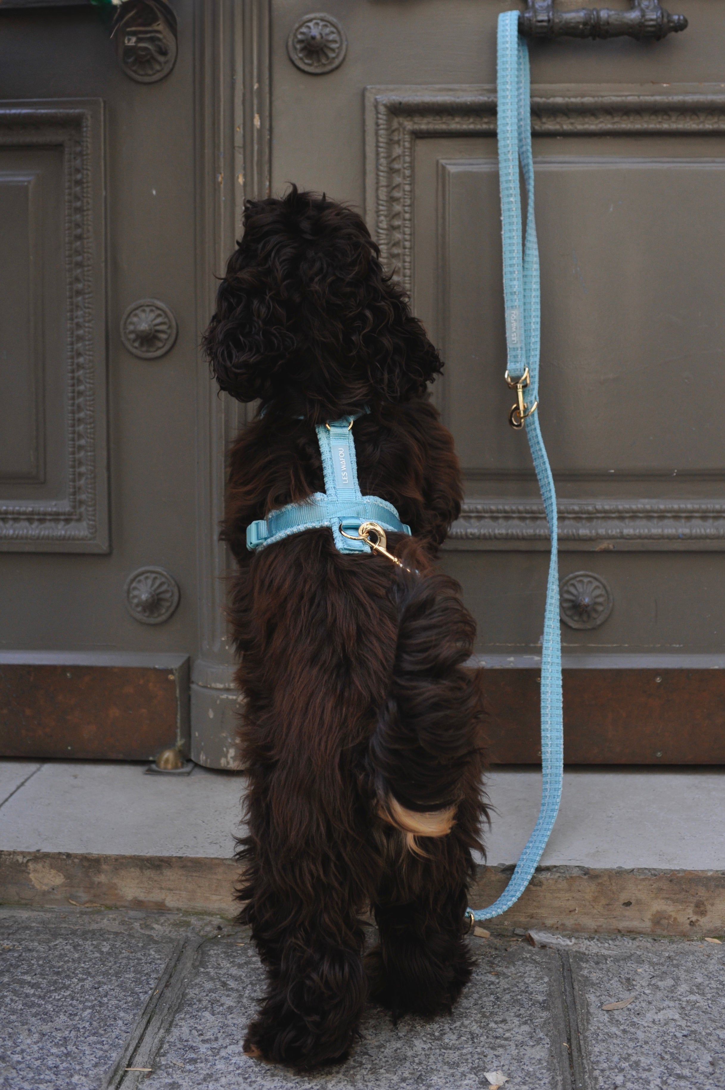 Laisse multi-positions pour chien - Bleu ciel