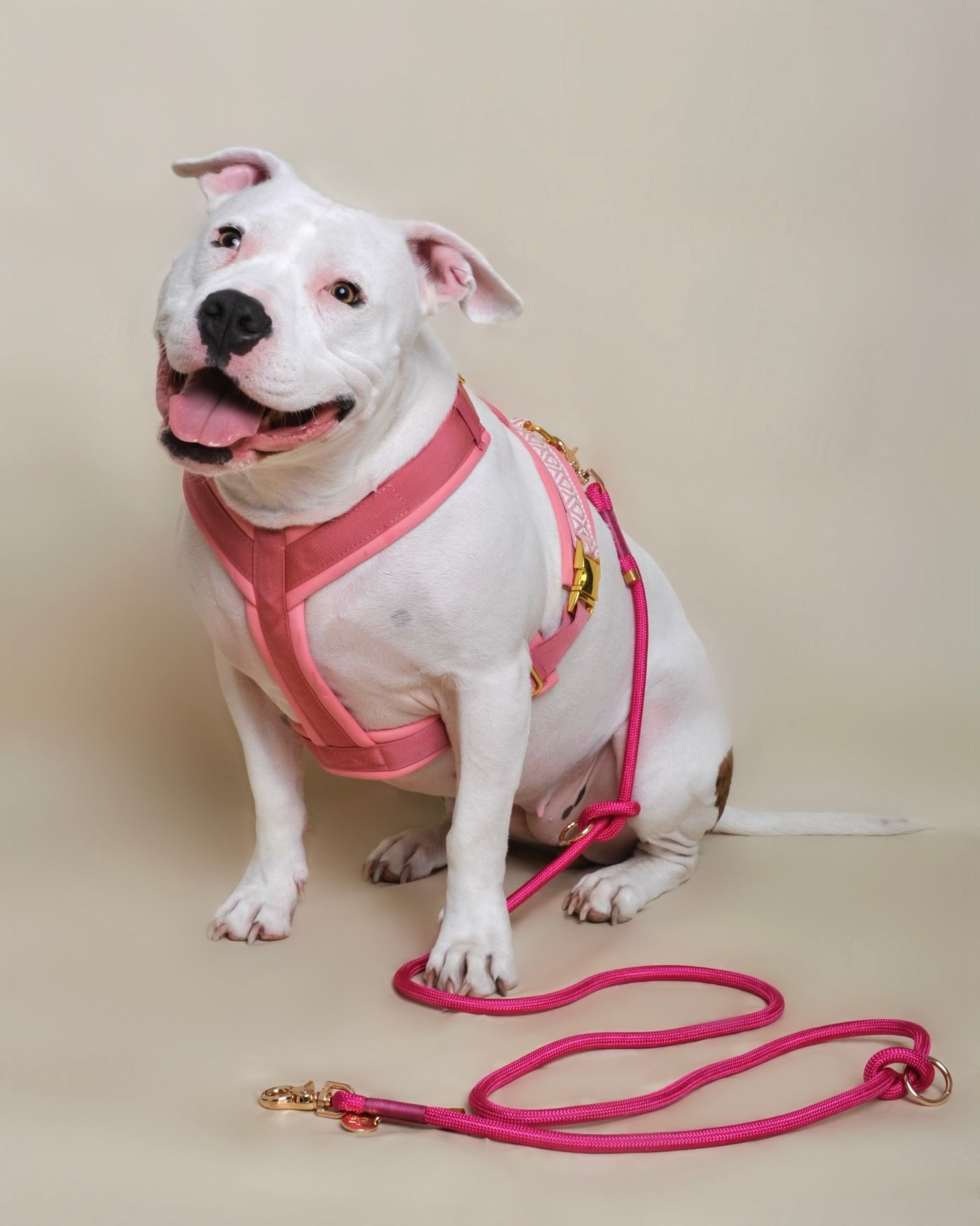Harnais pour chien - Rose
