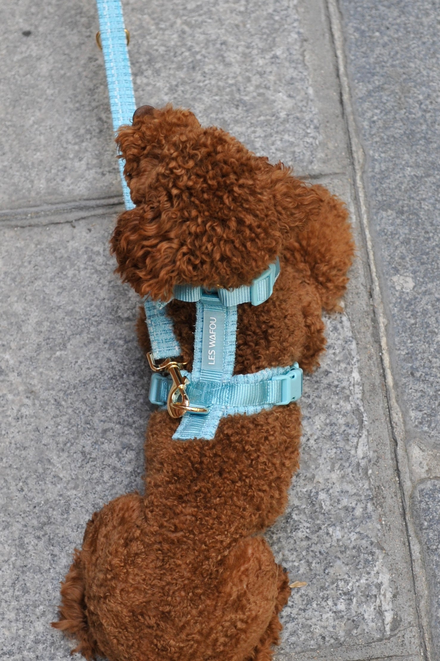 Harnais tweed chien - Bleu ciel