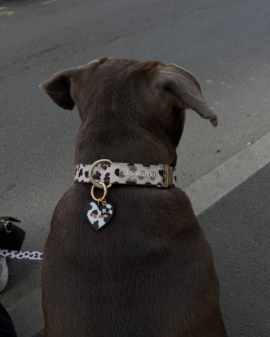 Les Wafou x Raya & Co's - Médaille pour chien