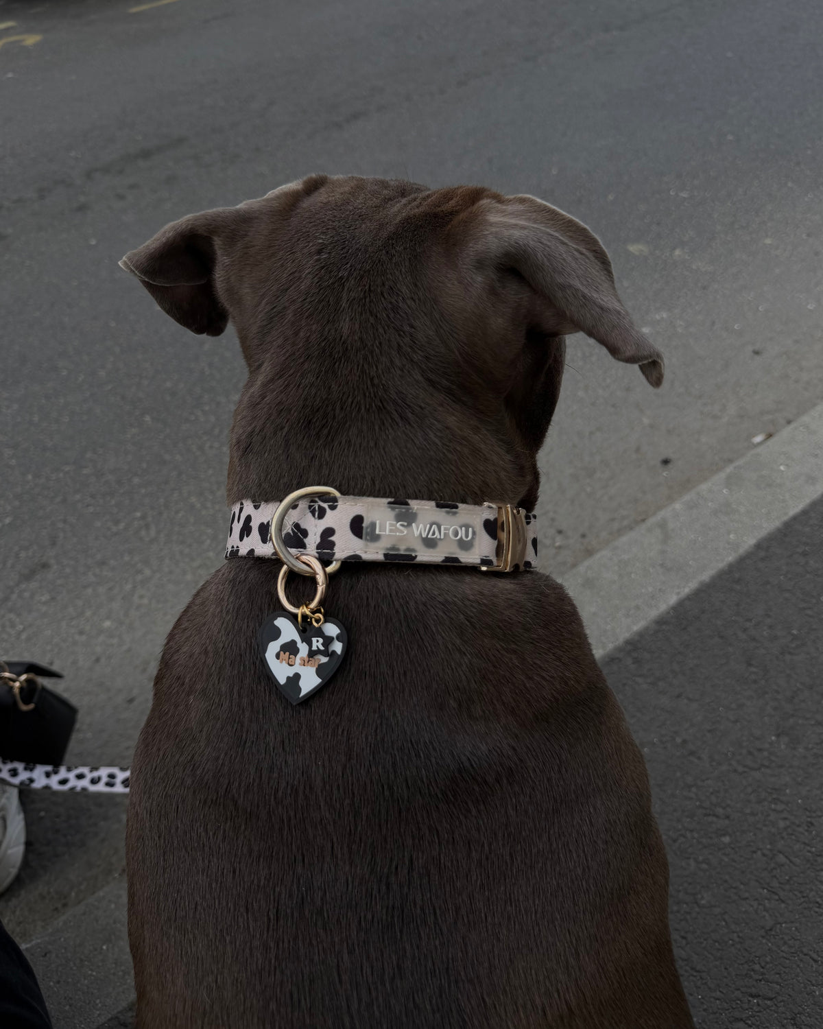 Les Wafou x Raya & Co's - Médaille pour chien