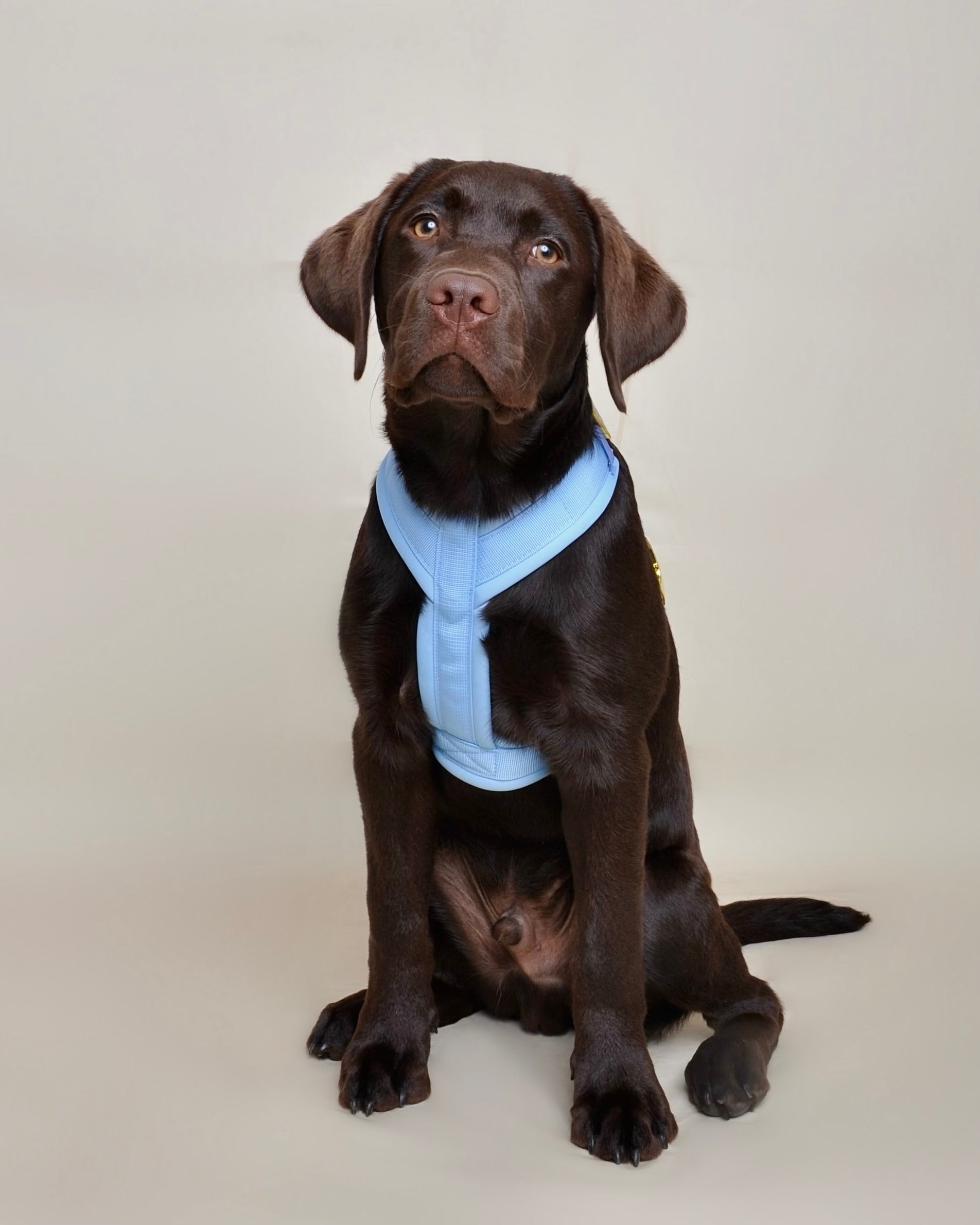 Harnais pour chien - Bleu