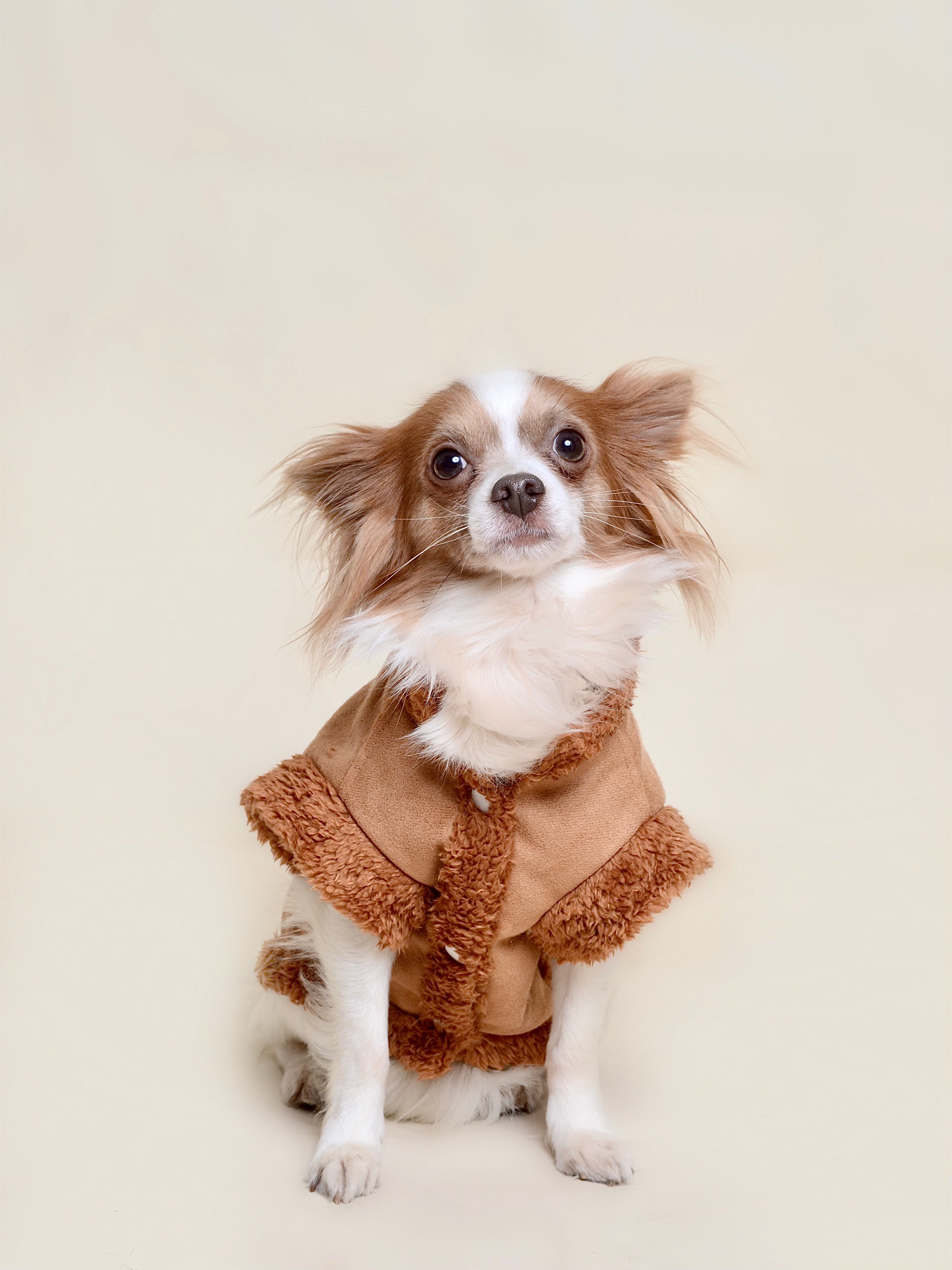 Manteau pour chien - Marron (spécial petit chien)