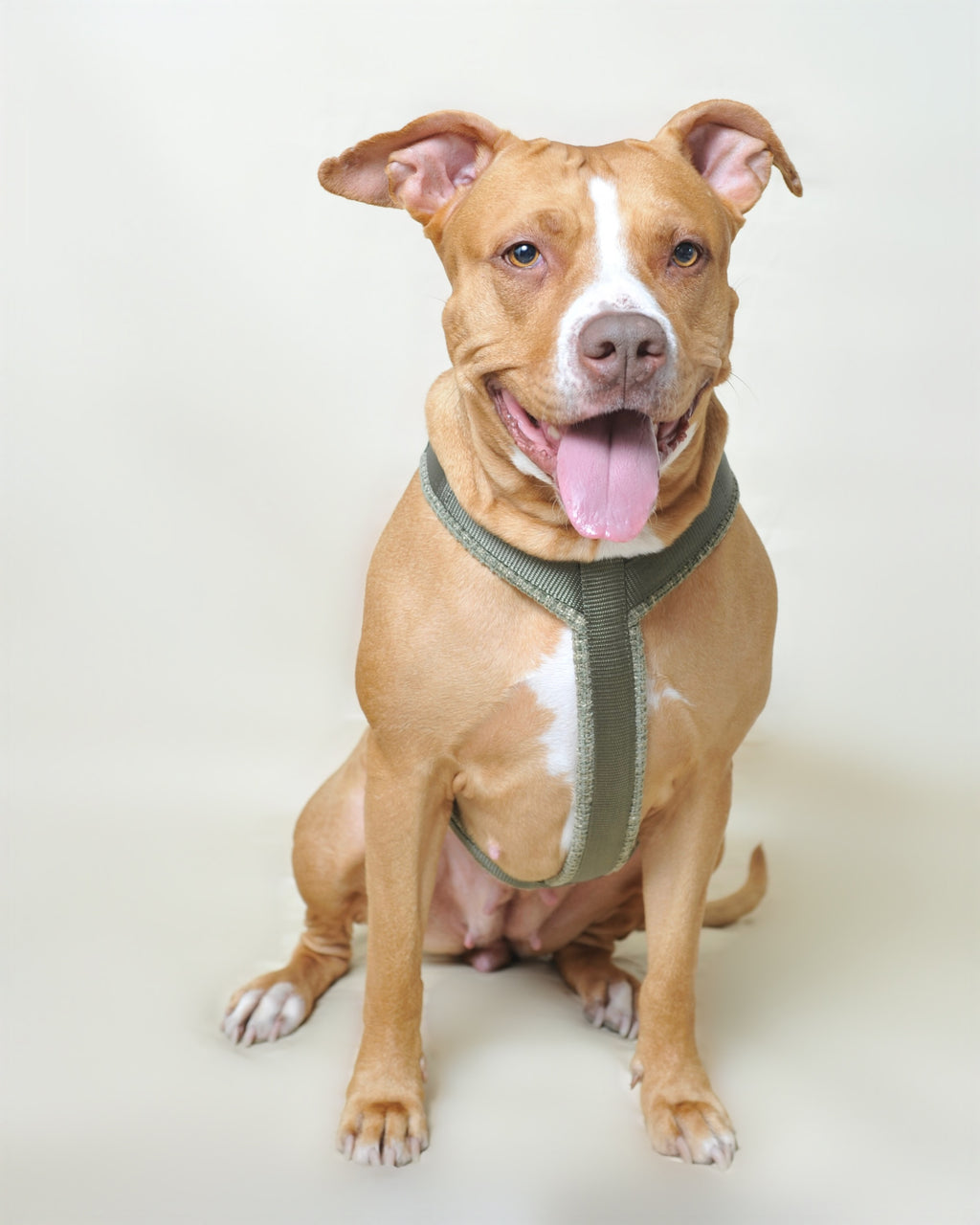 Harnais tweed chien - Kaki