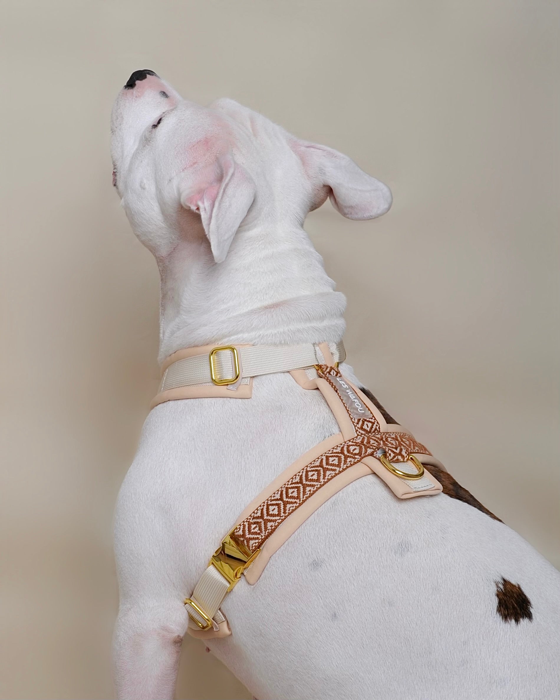 Harnais pour chien - Beige
