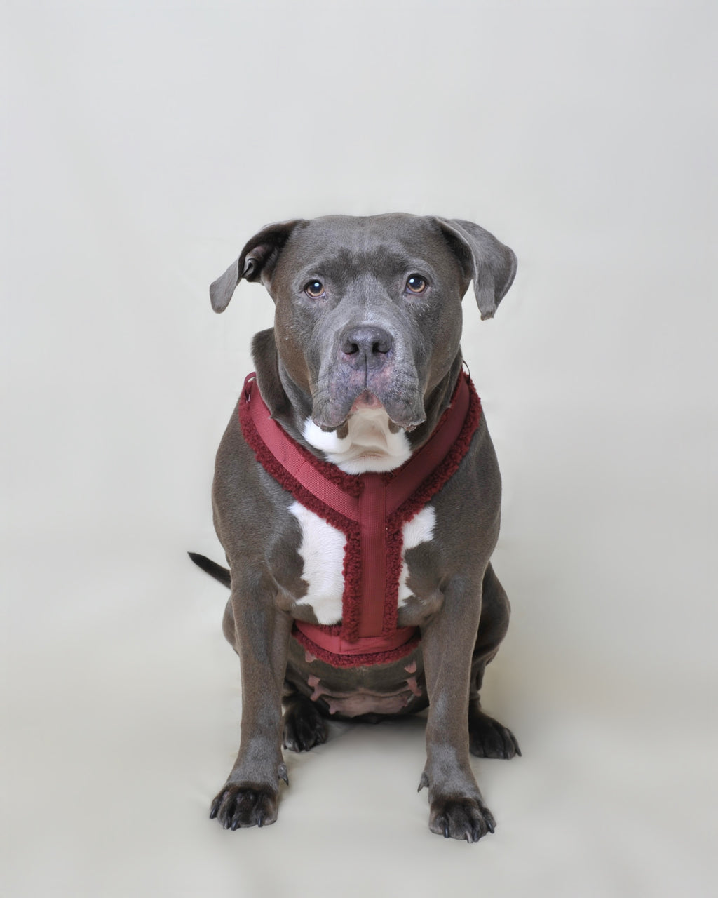 Harnais moumoute chien - Rouge bordeaux