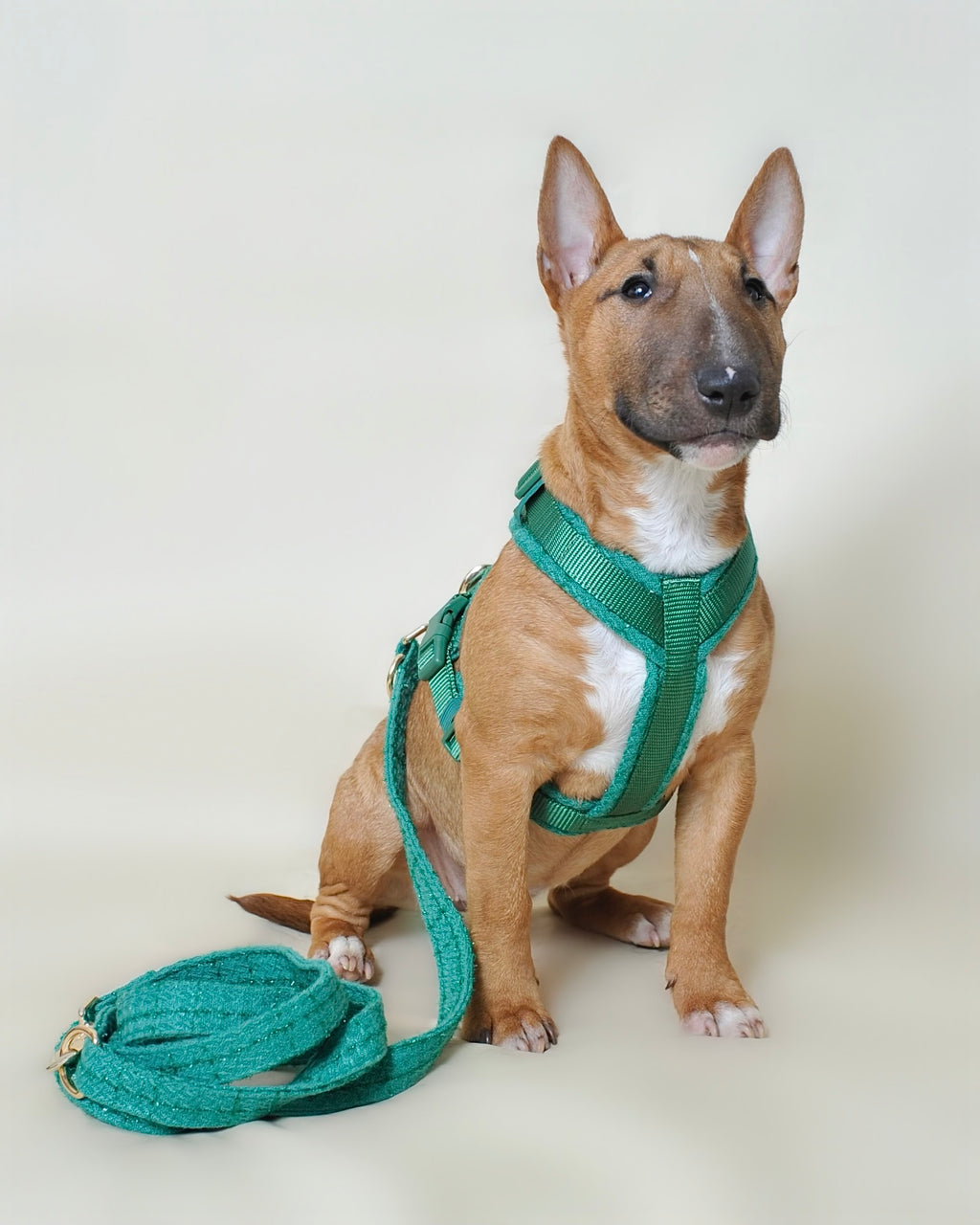 Laisse multi-positions pour chien - Vert