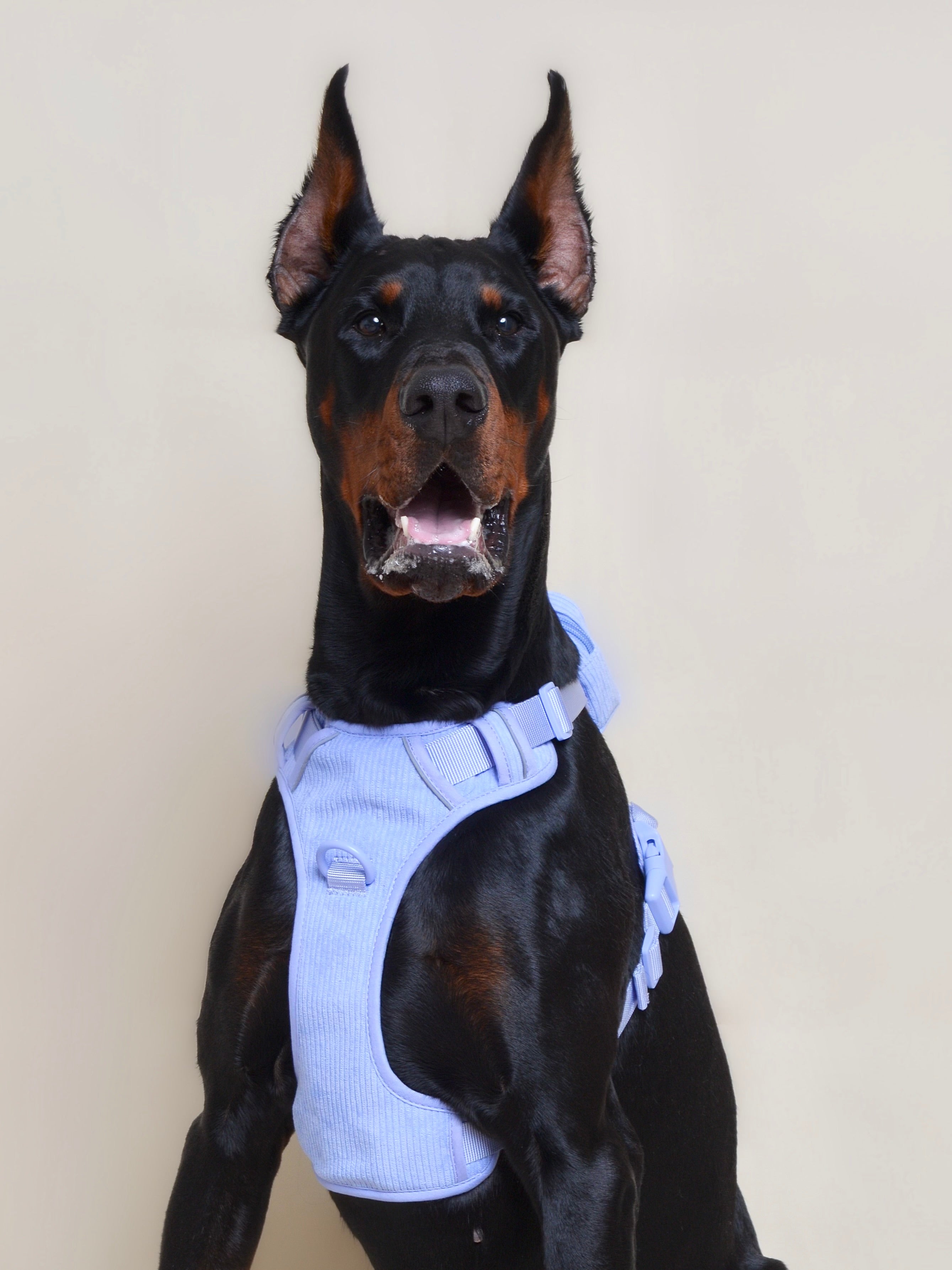 Harnais pour chien + sac à dos - Lavande
