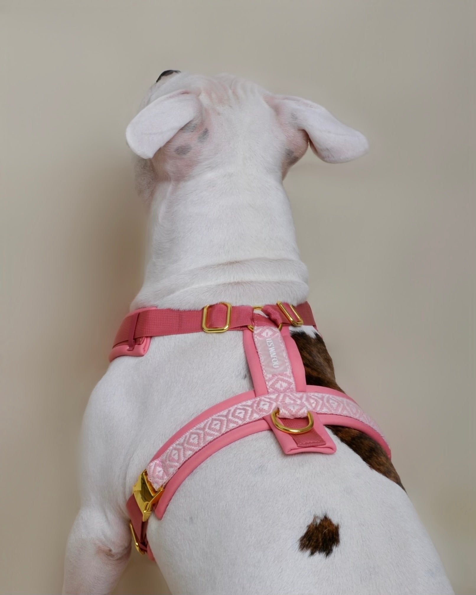 Harnais pour chien - Rose