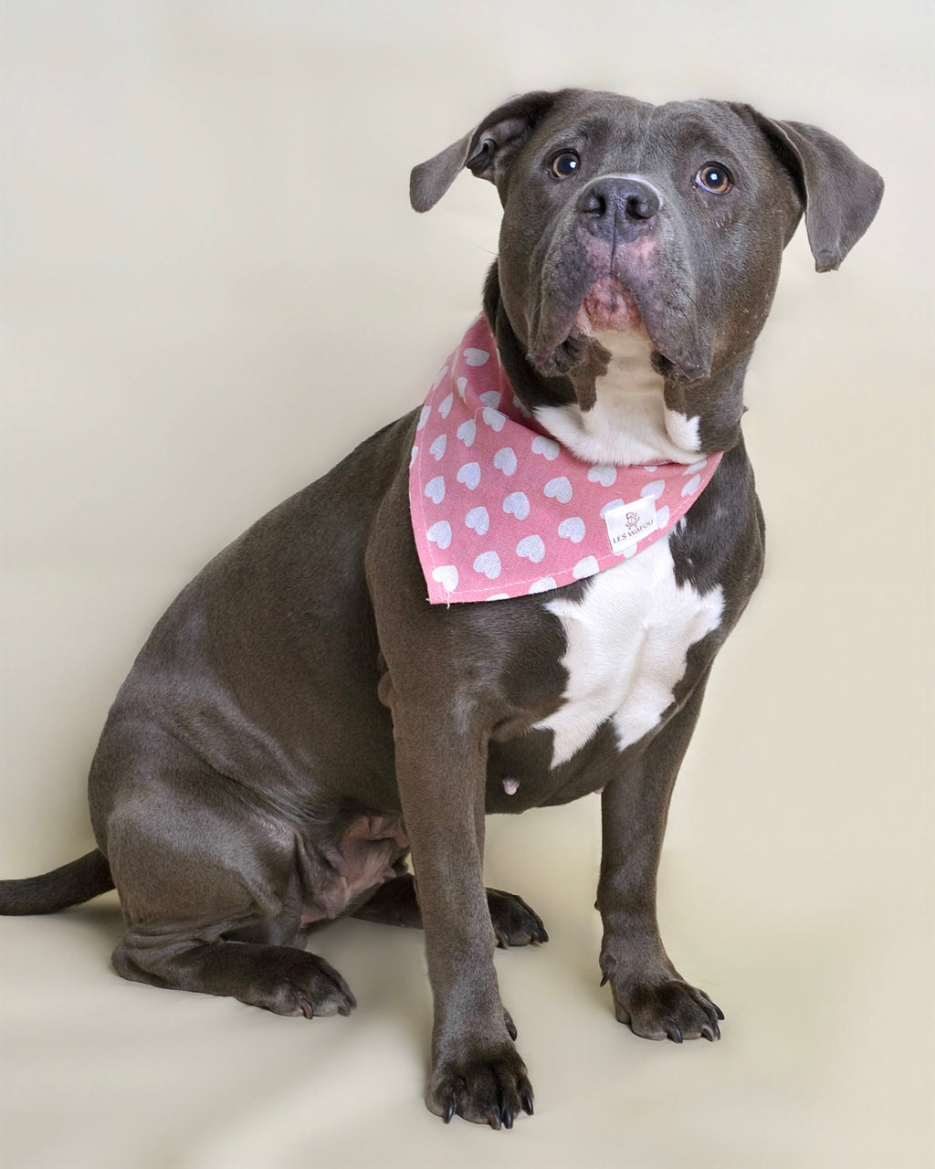 Bandana pour chien - Motif cœurs